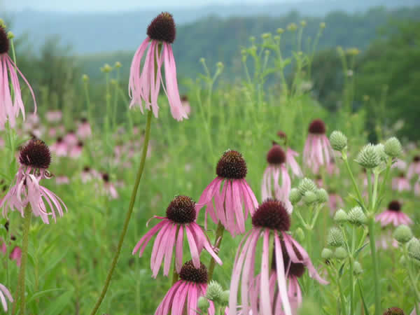 coneflower . 003 . image.jpeg