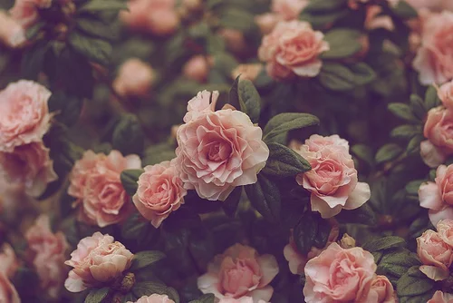 flowers.jpg
