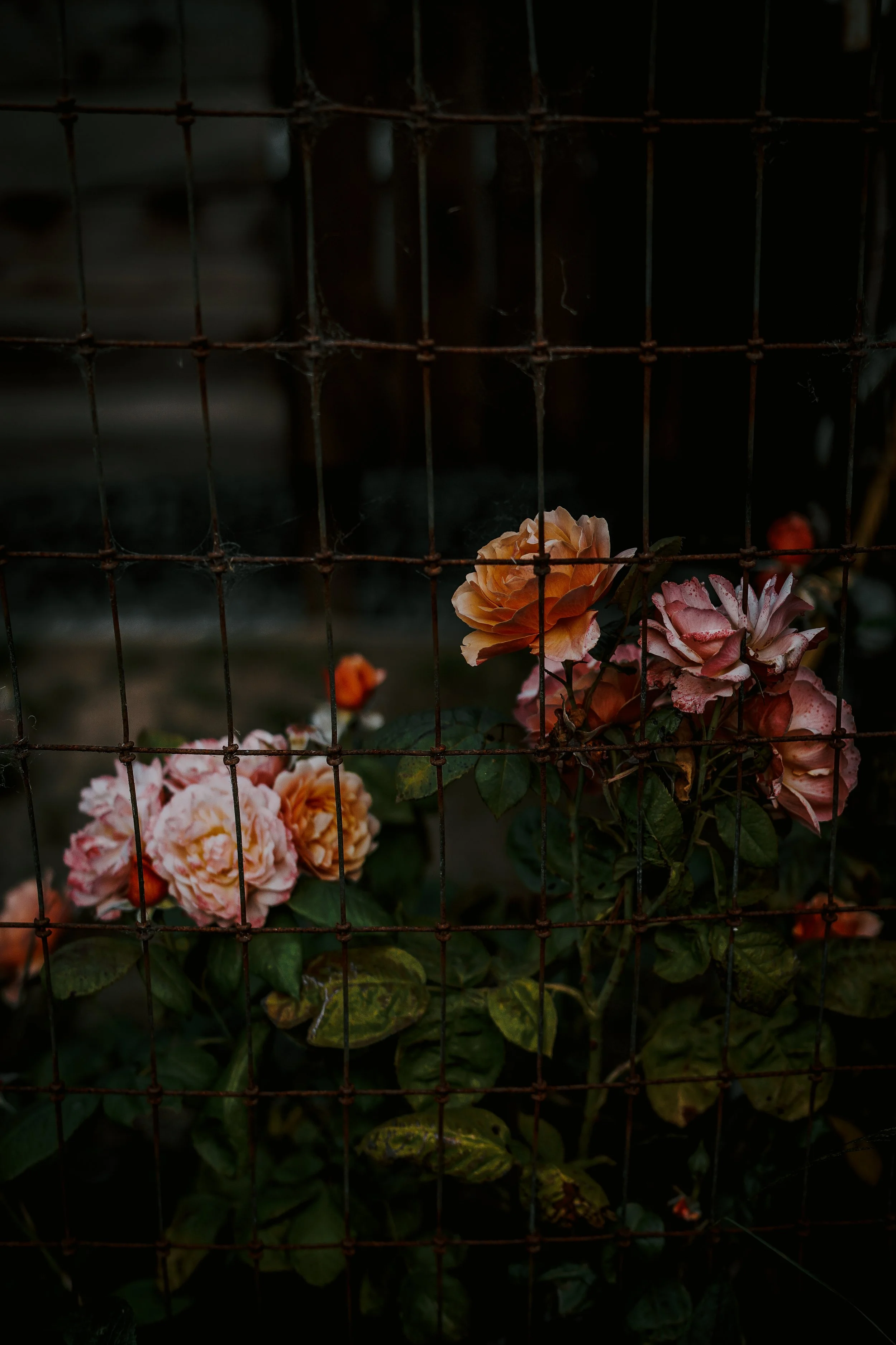 EarlySpring.JPG