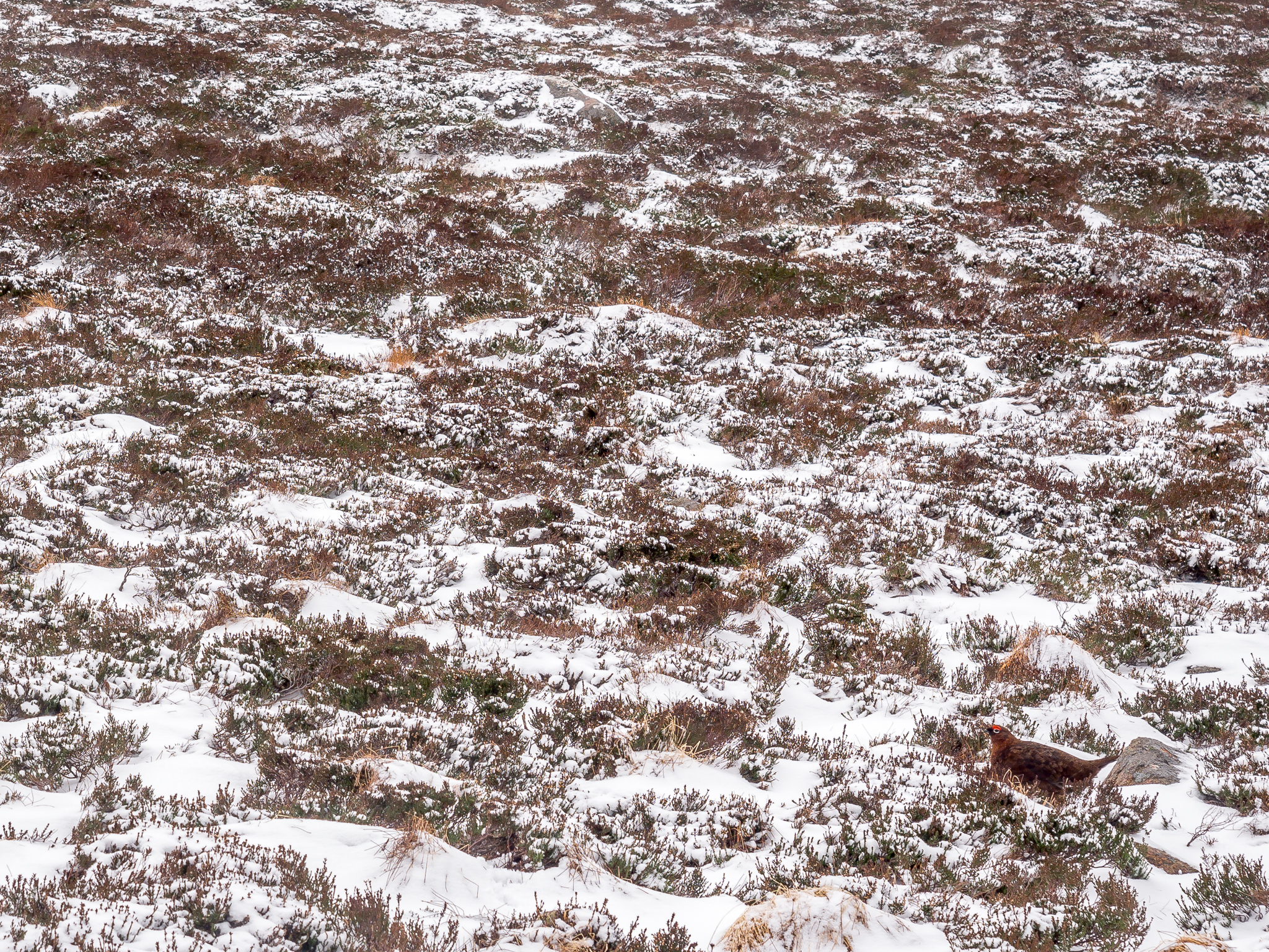 A Grouse in the Heather
