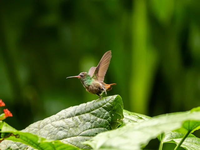 Return From Costa Rica