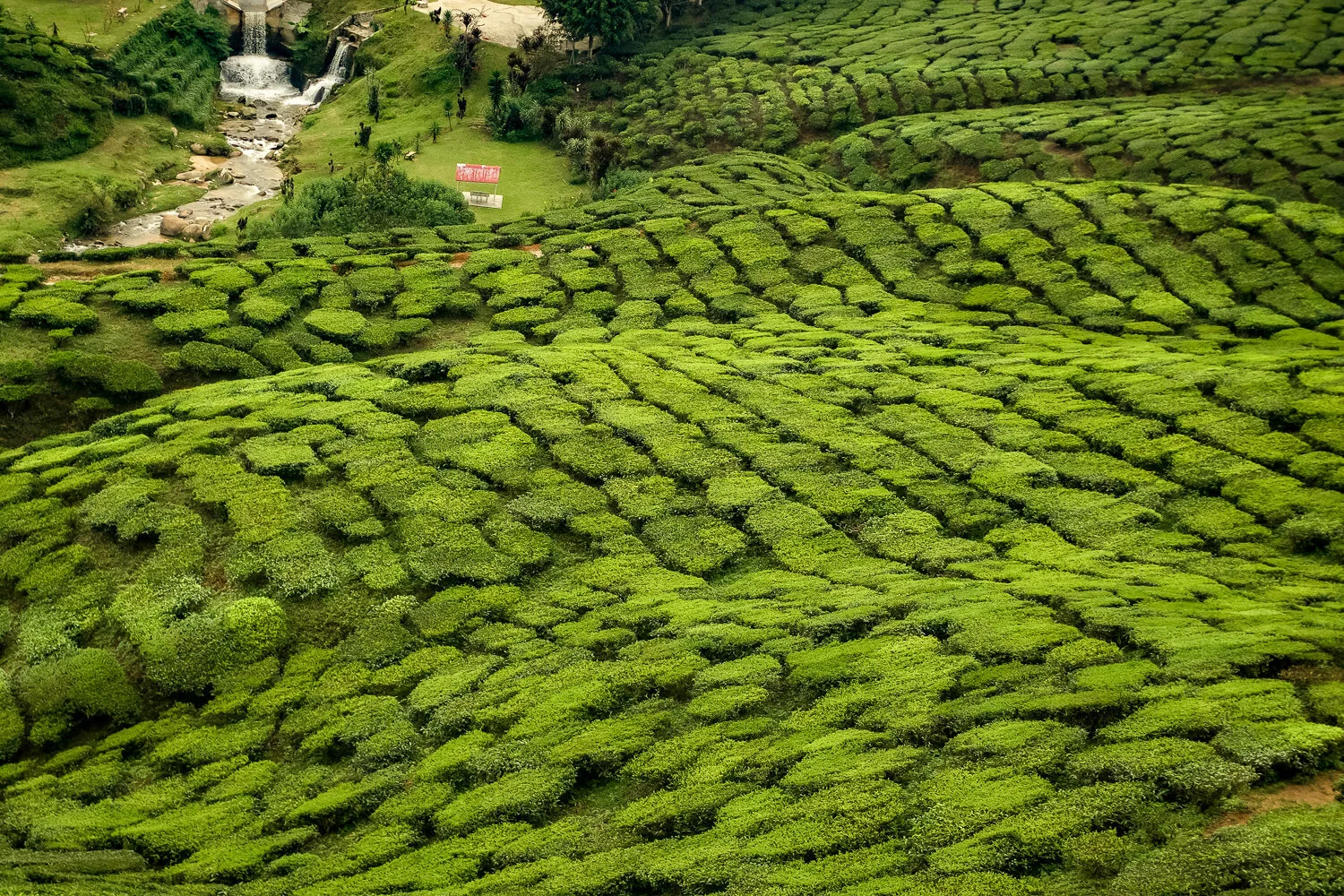 Cameron Highlands, Malaysia