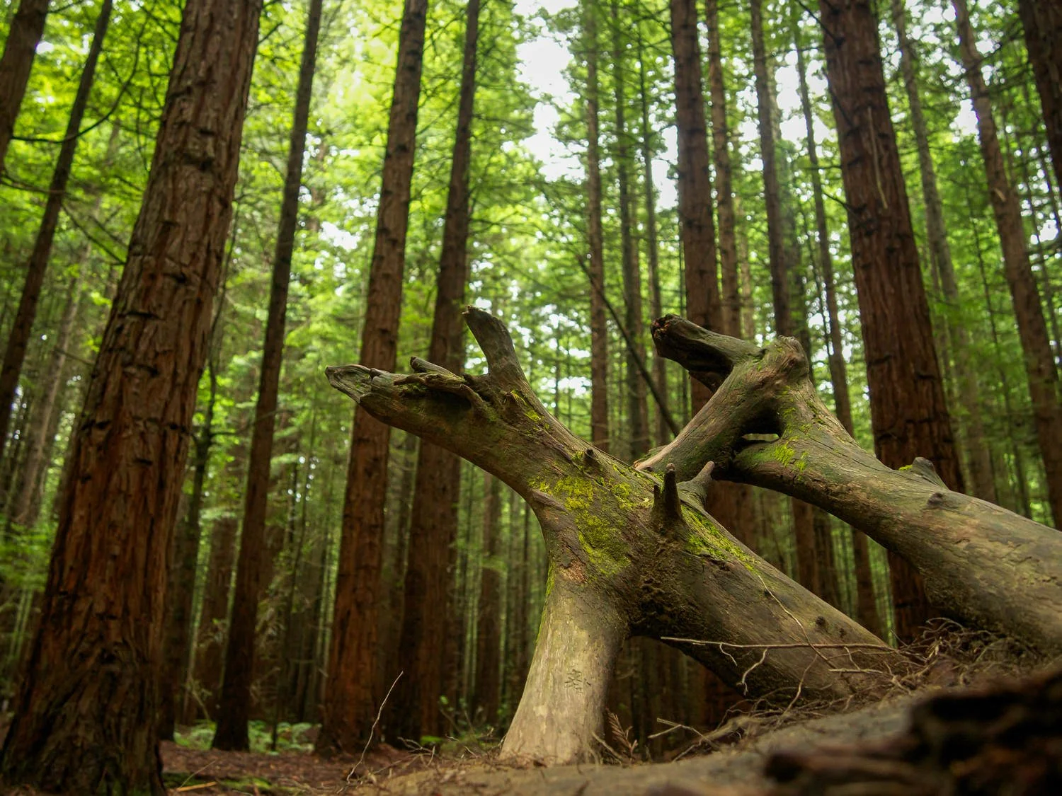 Whakarewarewa Redwood Forest, New Zealand
