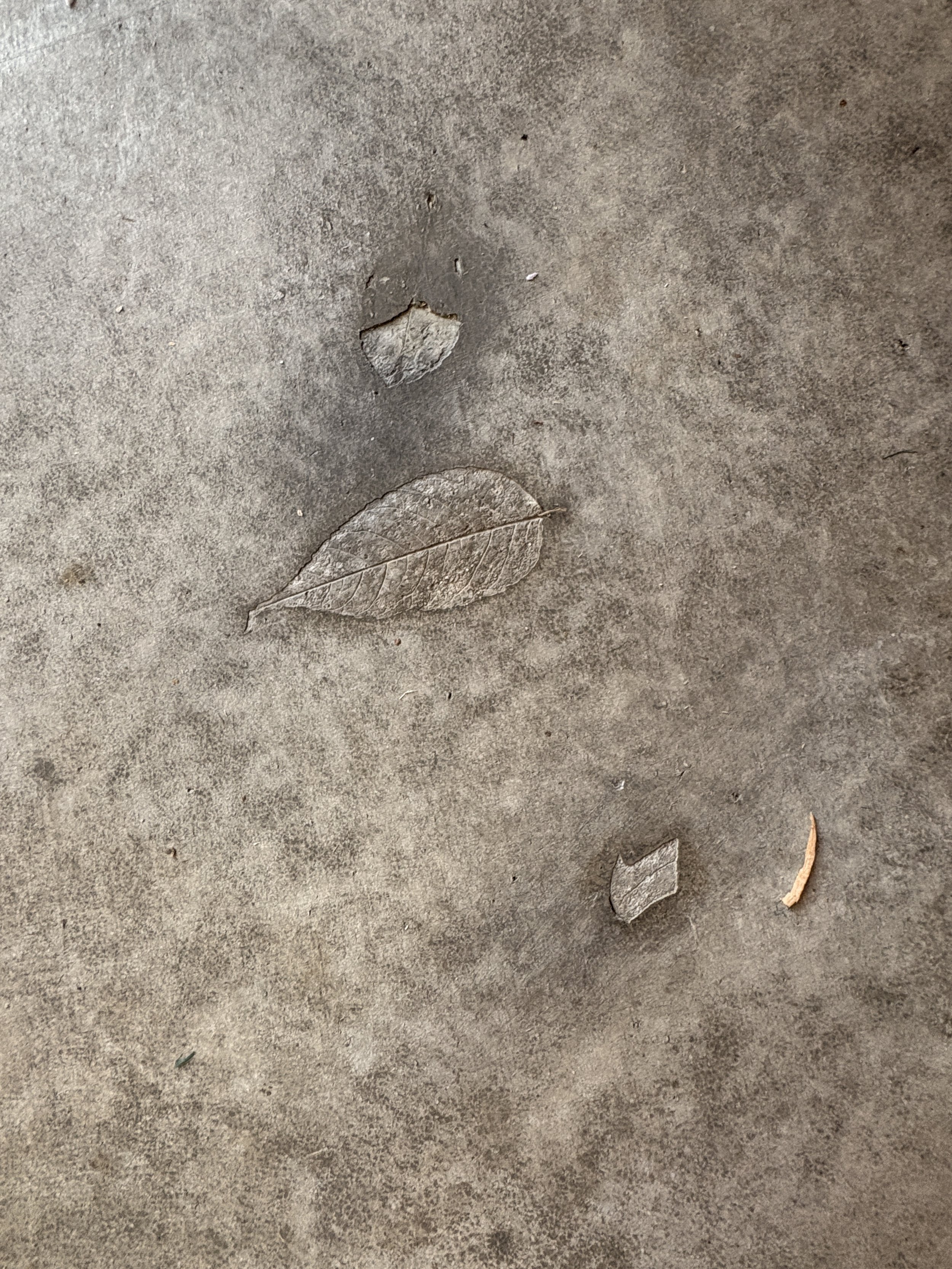 Leaves in Concrete.JPG