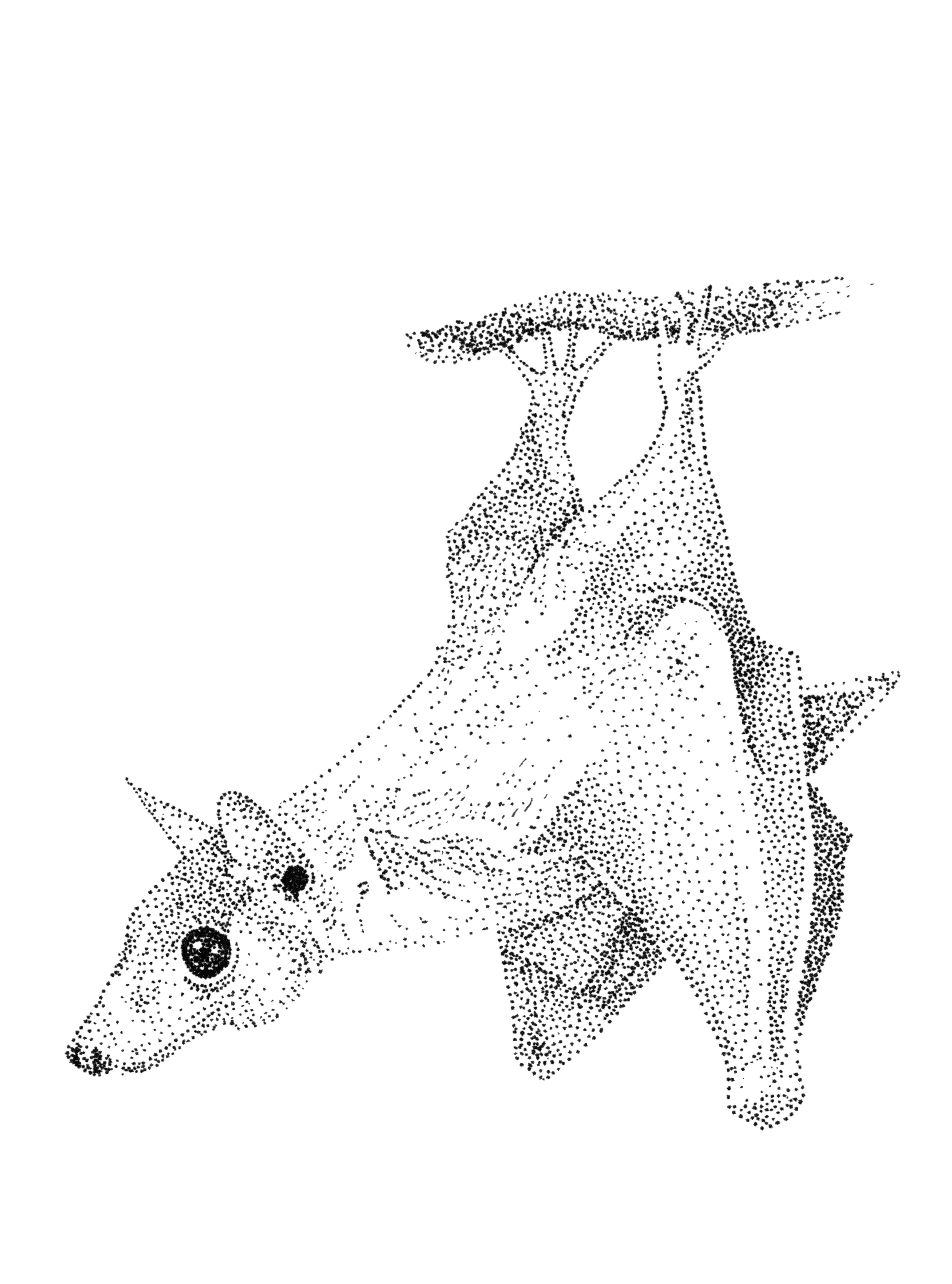bat-hanging-curious.png