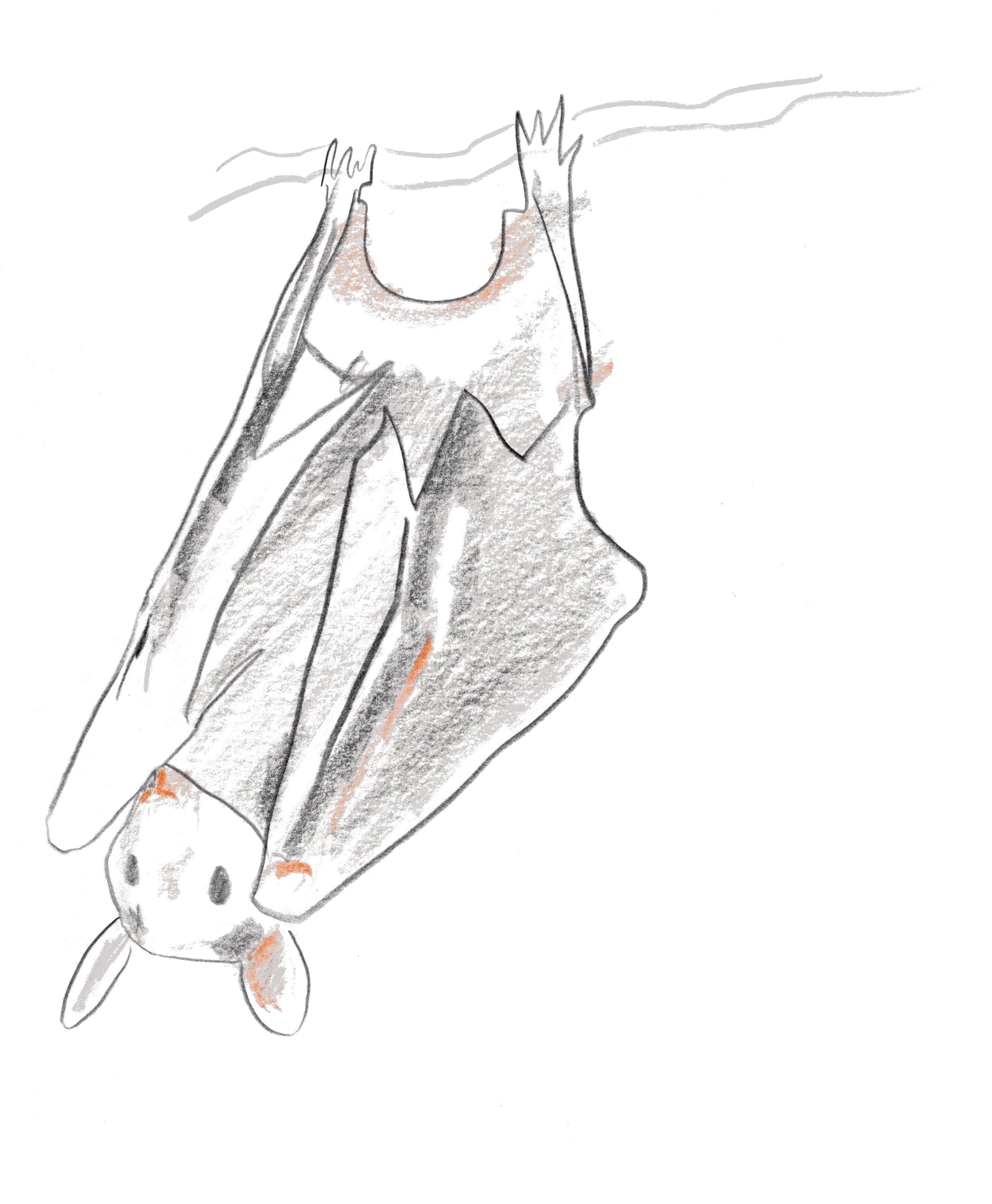 bat-bundle-abstract.png