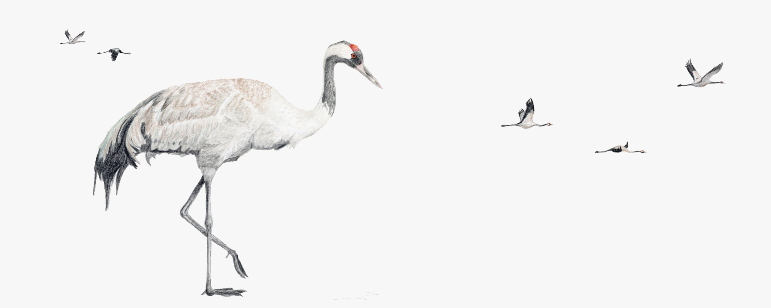 grus-grus-mug.png