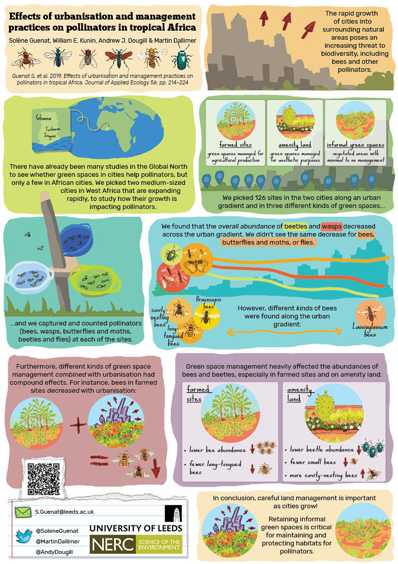 Impacts of urbanisation on pollinators