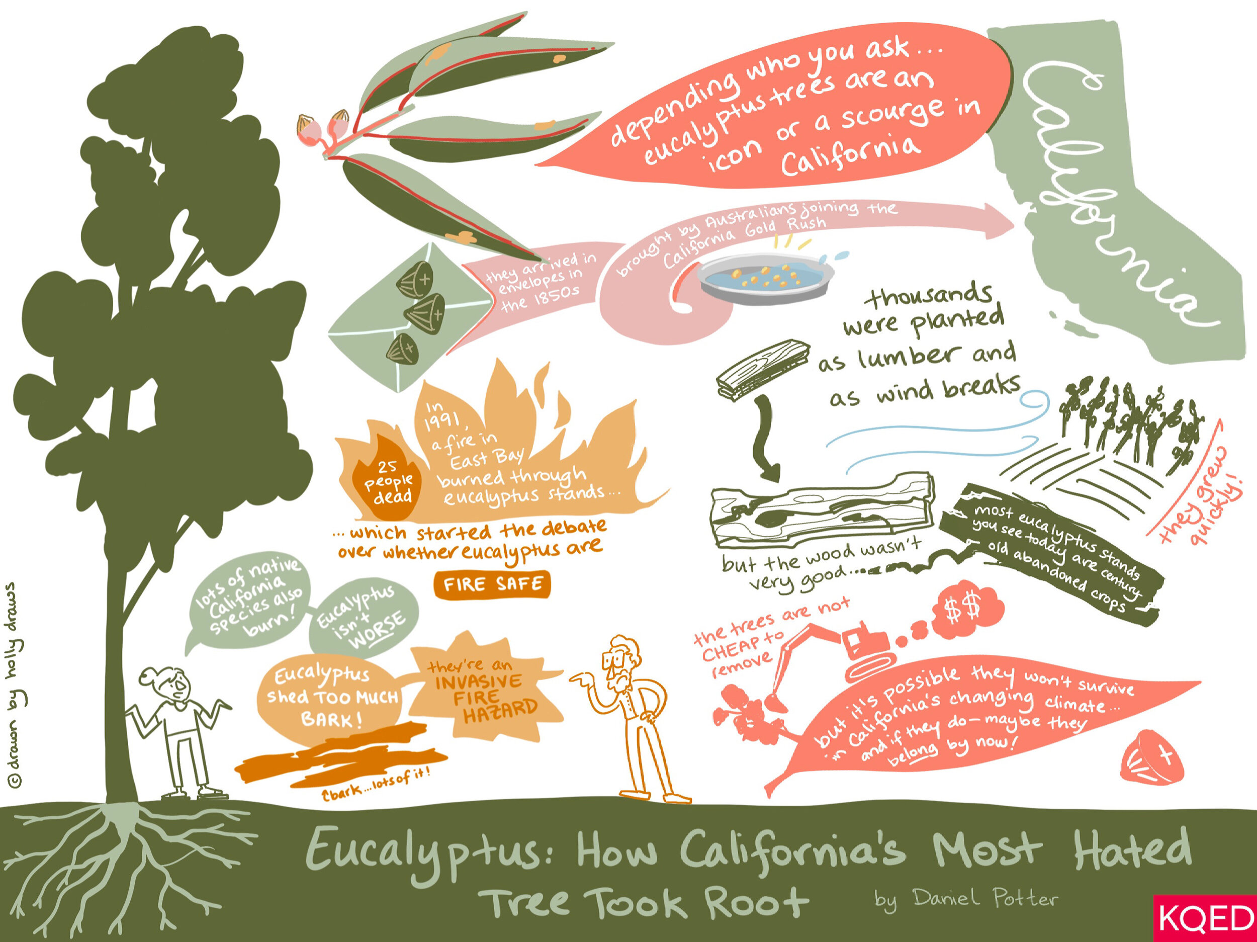  Another piece for  Cara Holland ’s “Be A Graphic Recorder” course! This one is a graphic translation, or a visualization of a text (rather than a live recording of a talk). I picked a text by Daniel Potter from KQED  on eucalyptus trees in Californi
