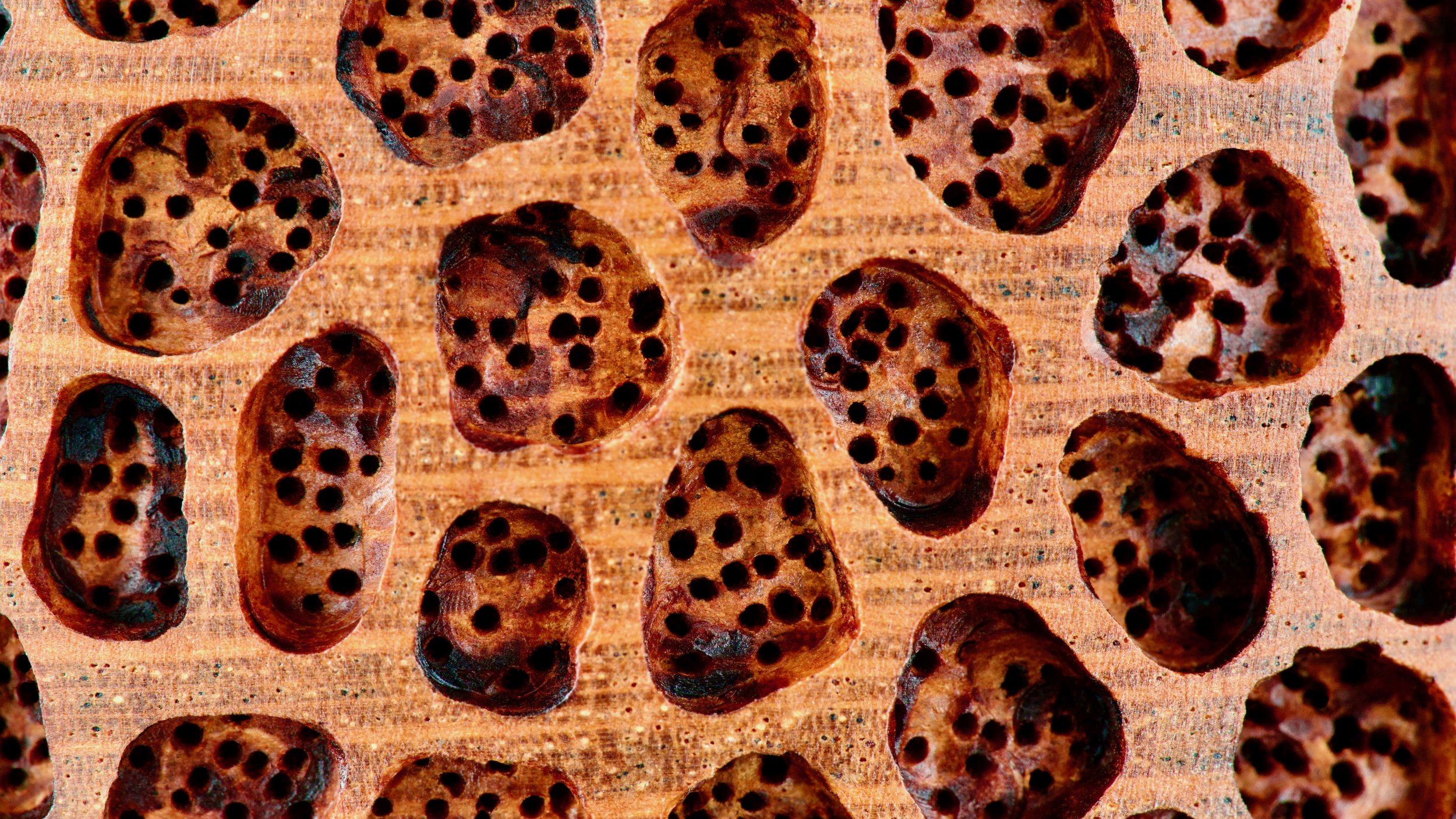 Neil Turner - Sphere Coral