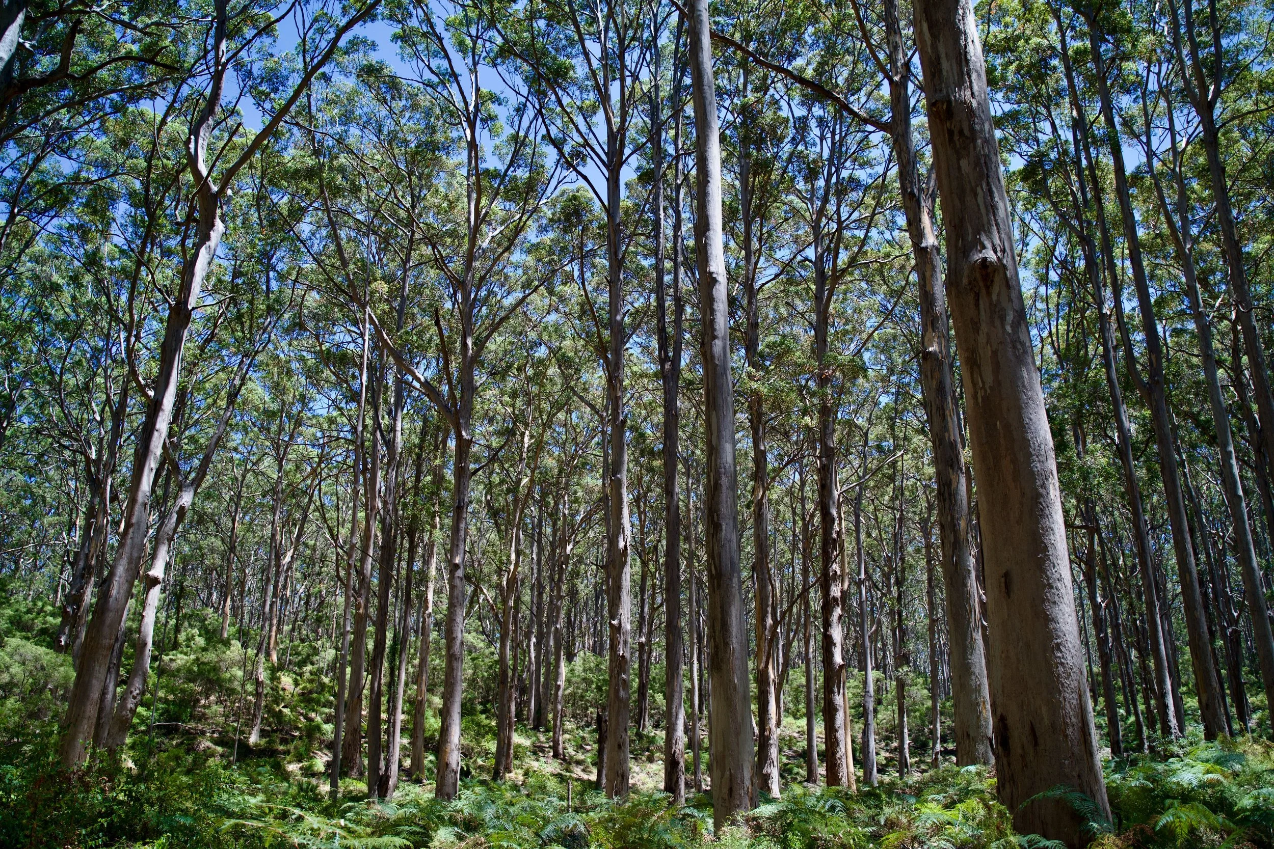 Karri Forest