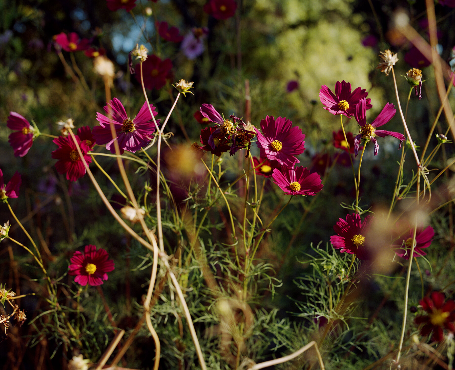  The Jaftha Farm  This image of the burgundy “Cosmos” bouncing in the breeze, with the central flower dying, was taken at the Jaftha flower farm, the only remaining flower farm of its kind in Constantia. After being evicted from Constantia to Parkwoo