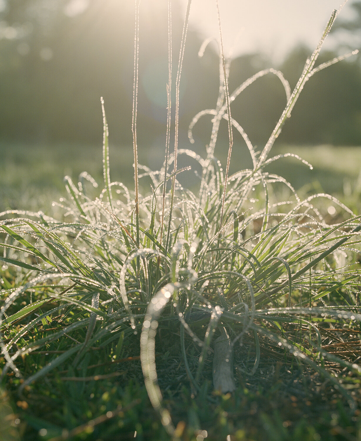  Between The Graves  The image of the dew on the long grass is taken at the Parish Road cemetery. This is one of the places where the families of the local Constantia community were buried, which has become overgrown and unkempt. It speaks to the man