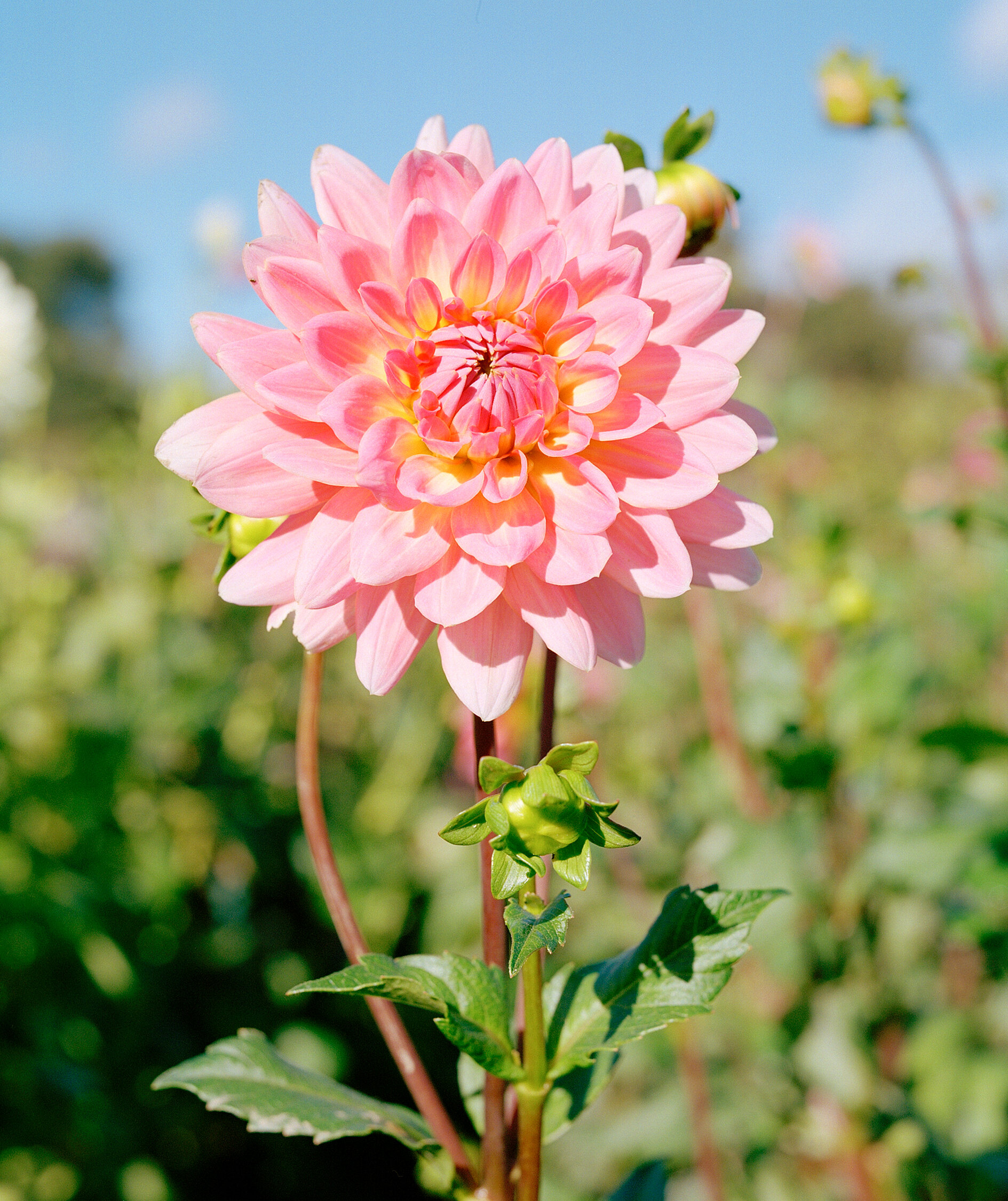  Spring-Jaftha Farm 