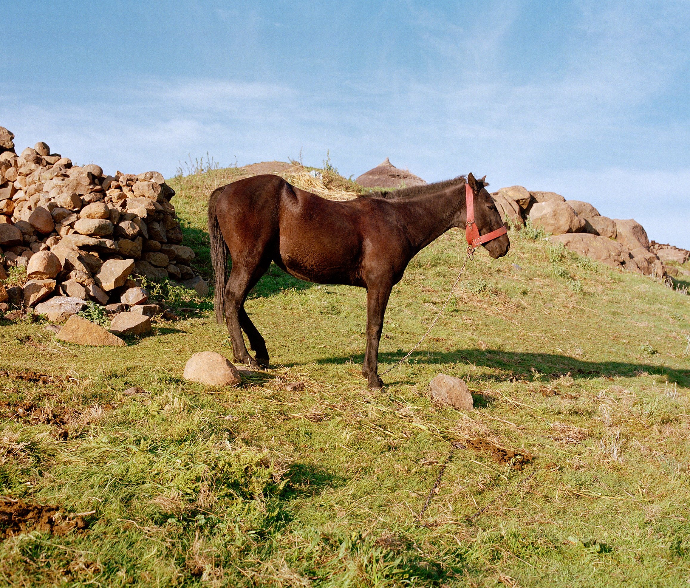  Lone Horse  Goodleaf x Altitude  Producing cannabis for medical and beauty products in the mountains of Lesotho 