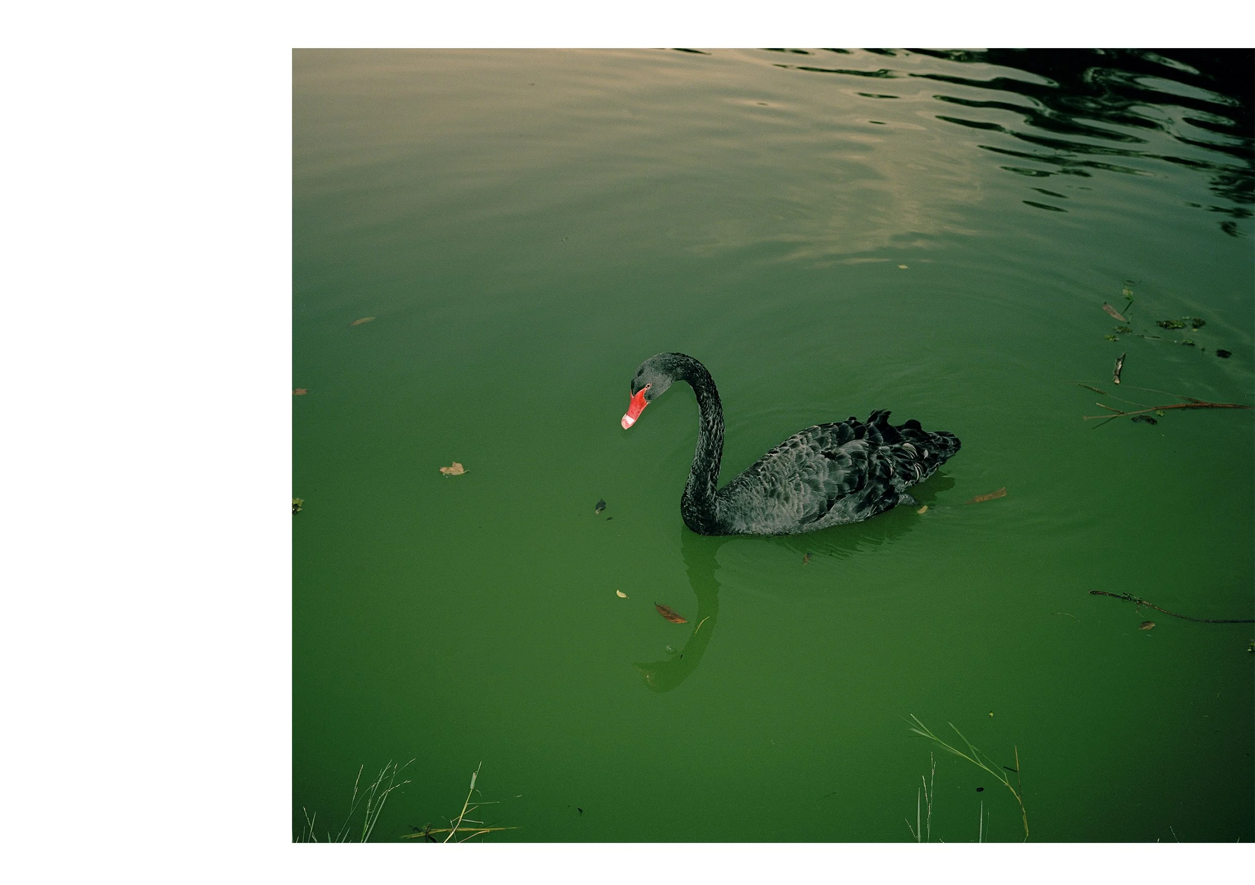  Black Swan  São Paulo 