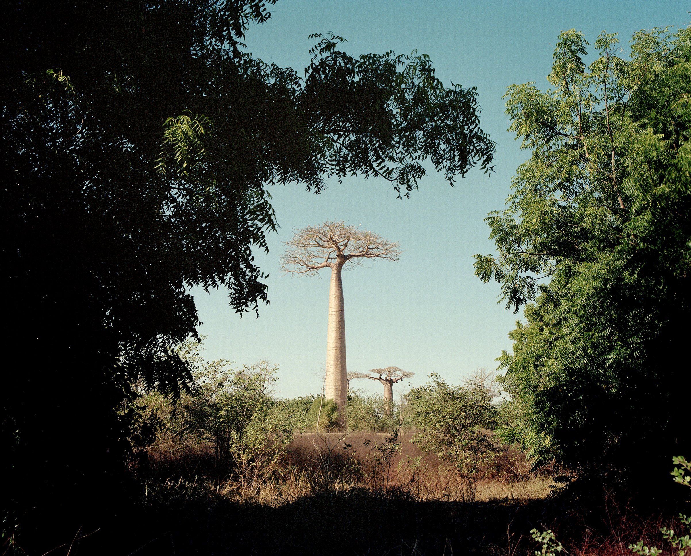  Baobab, Madagascar  Part of a collection of images for WWF that form part of project on the communities that are safe guarding the precious mangroves of East &amp; Southern Africa.  