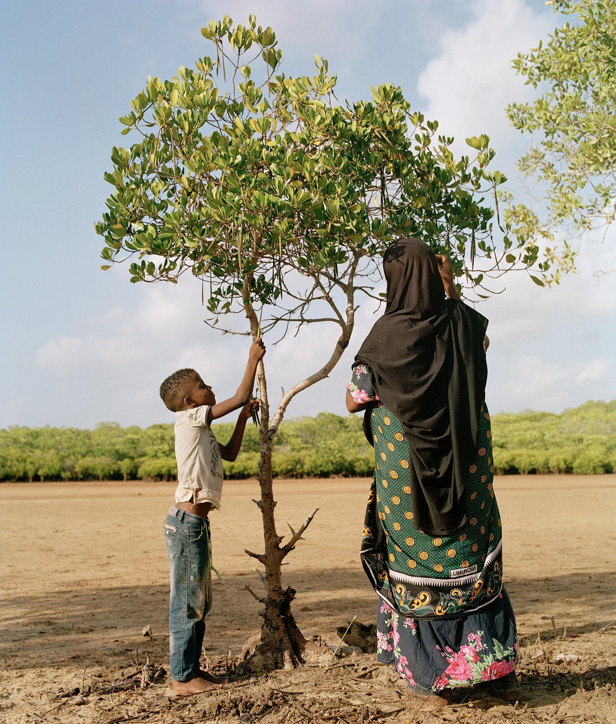  Collecting Mangrove seedlings, Lamu Island, Kenya  Part of a collection of images for WWF that form part of project on the communities that are safe guarding the precious mangroves of East &amp; Southern Africa.  