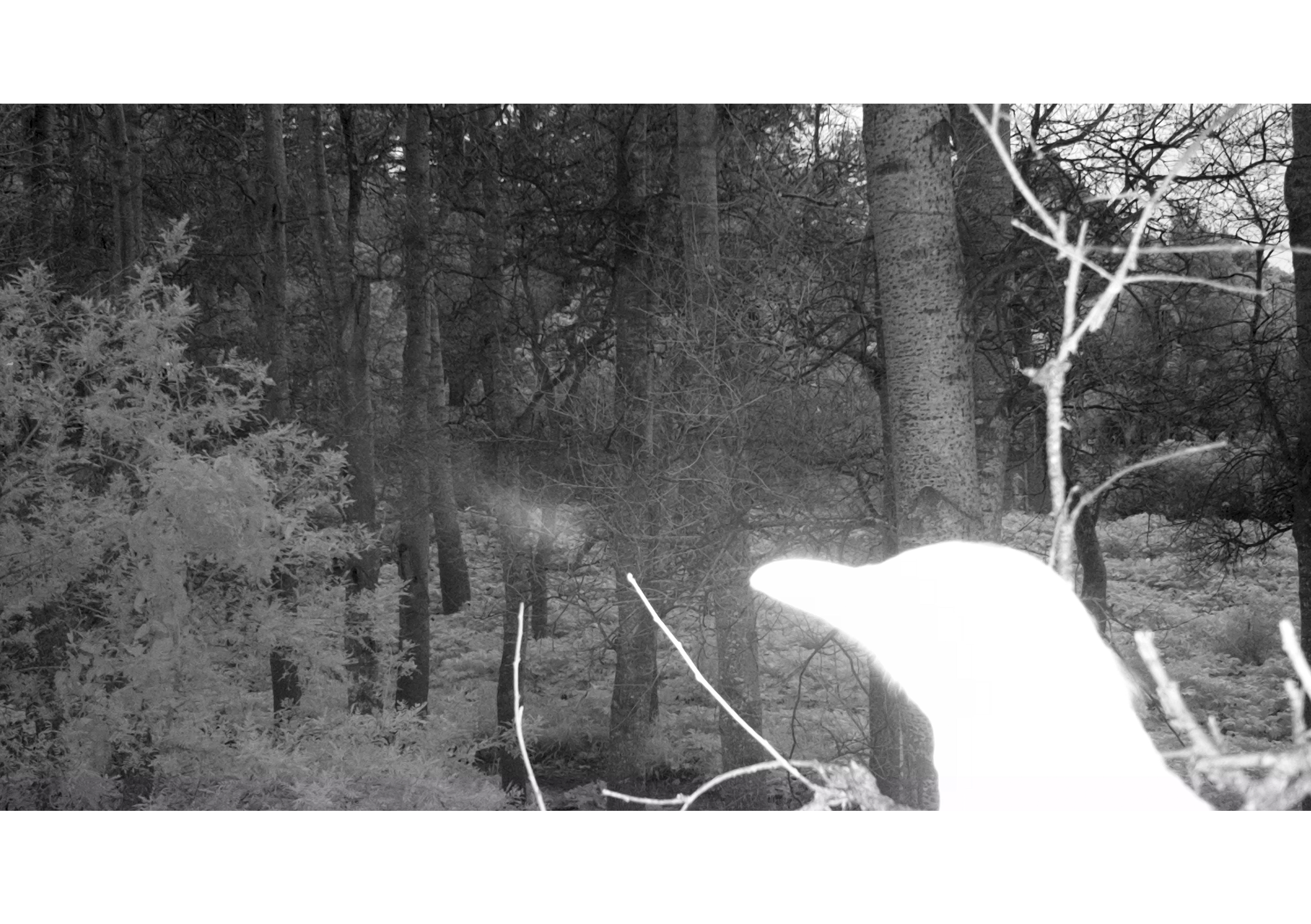  Camera Trap Outside My Family Home 