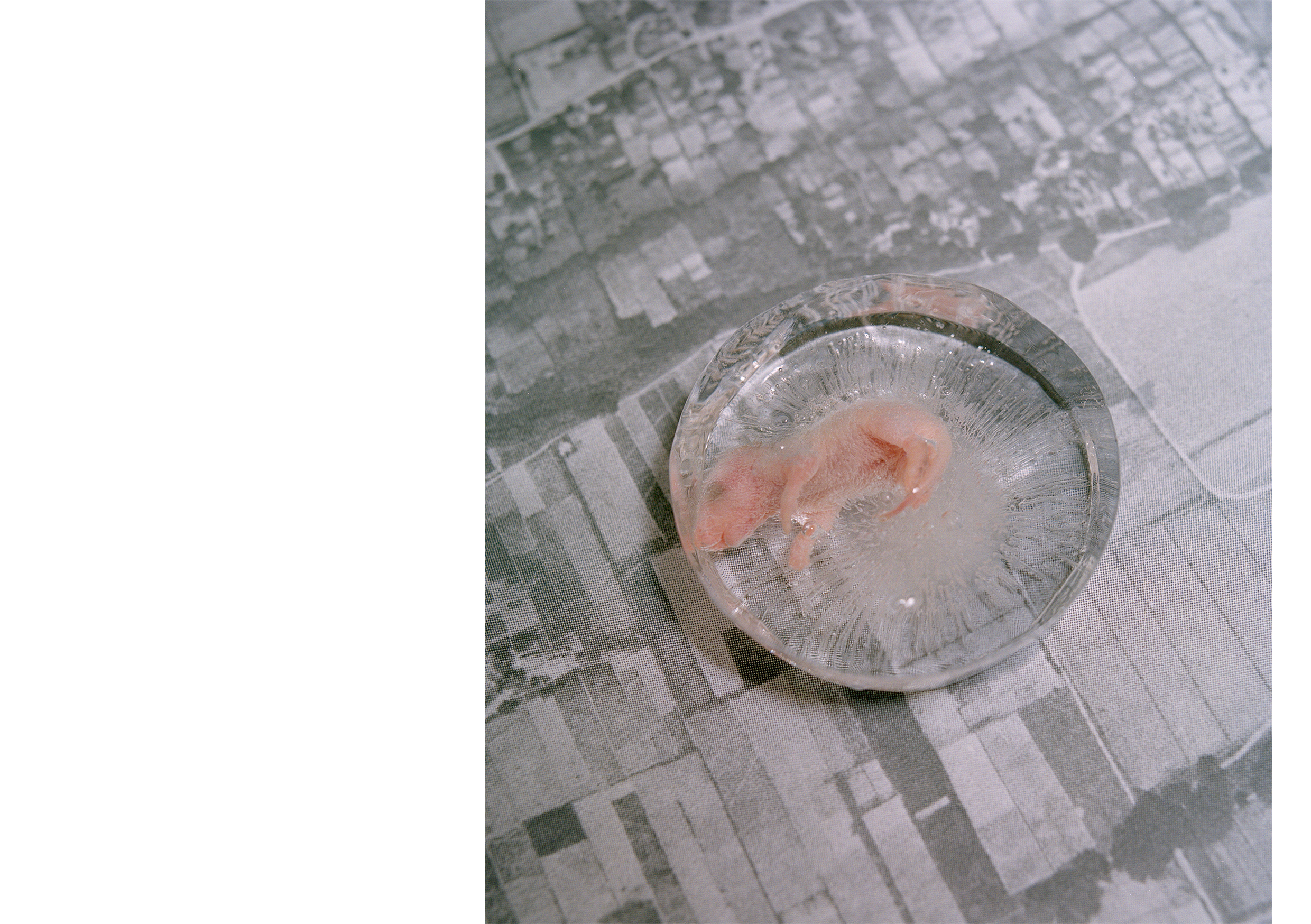  Frozen Mouse  Memories Of Steph &amp; Raph 