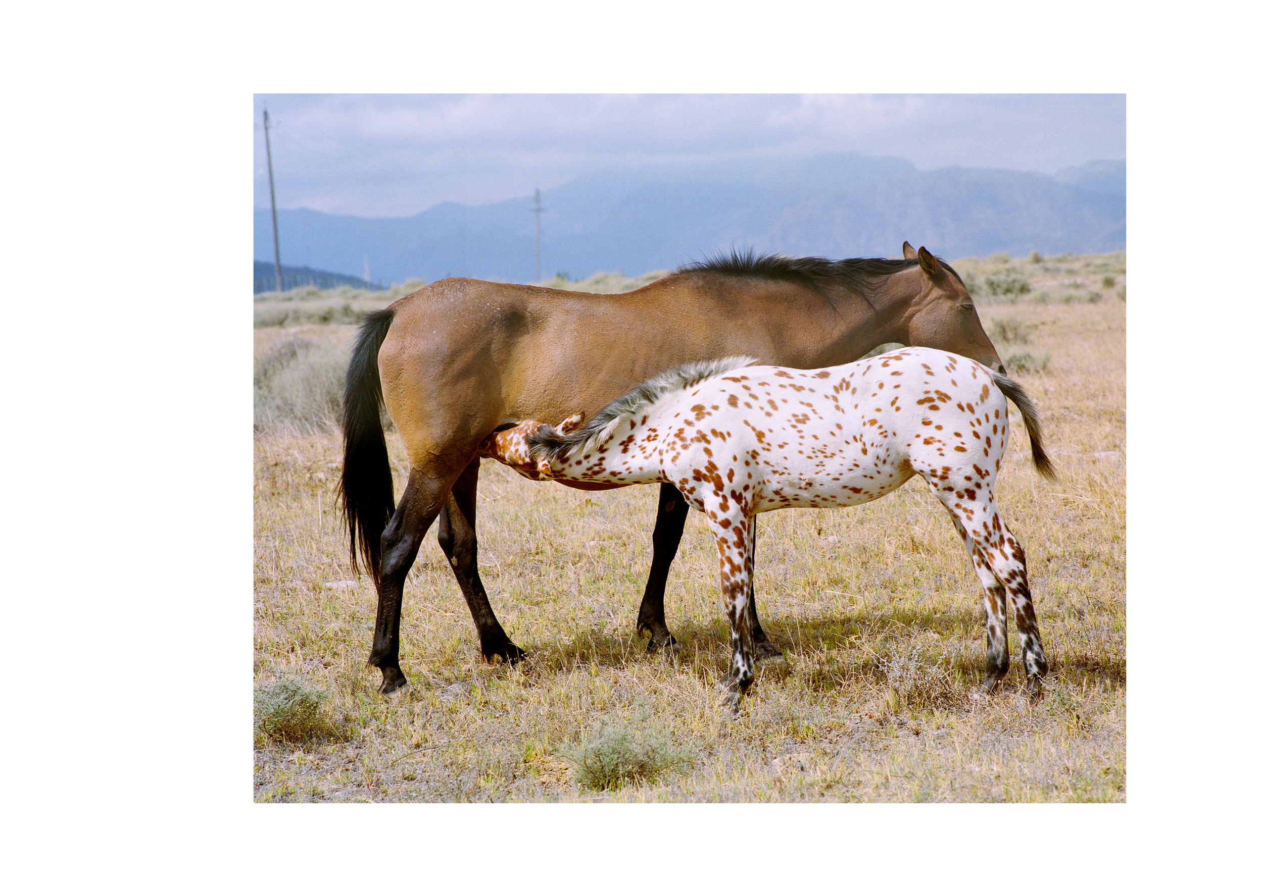  Appaloosa Foal 