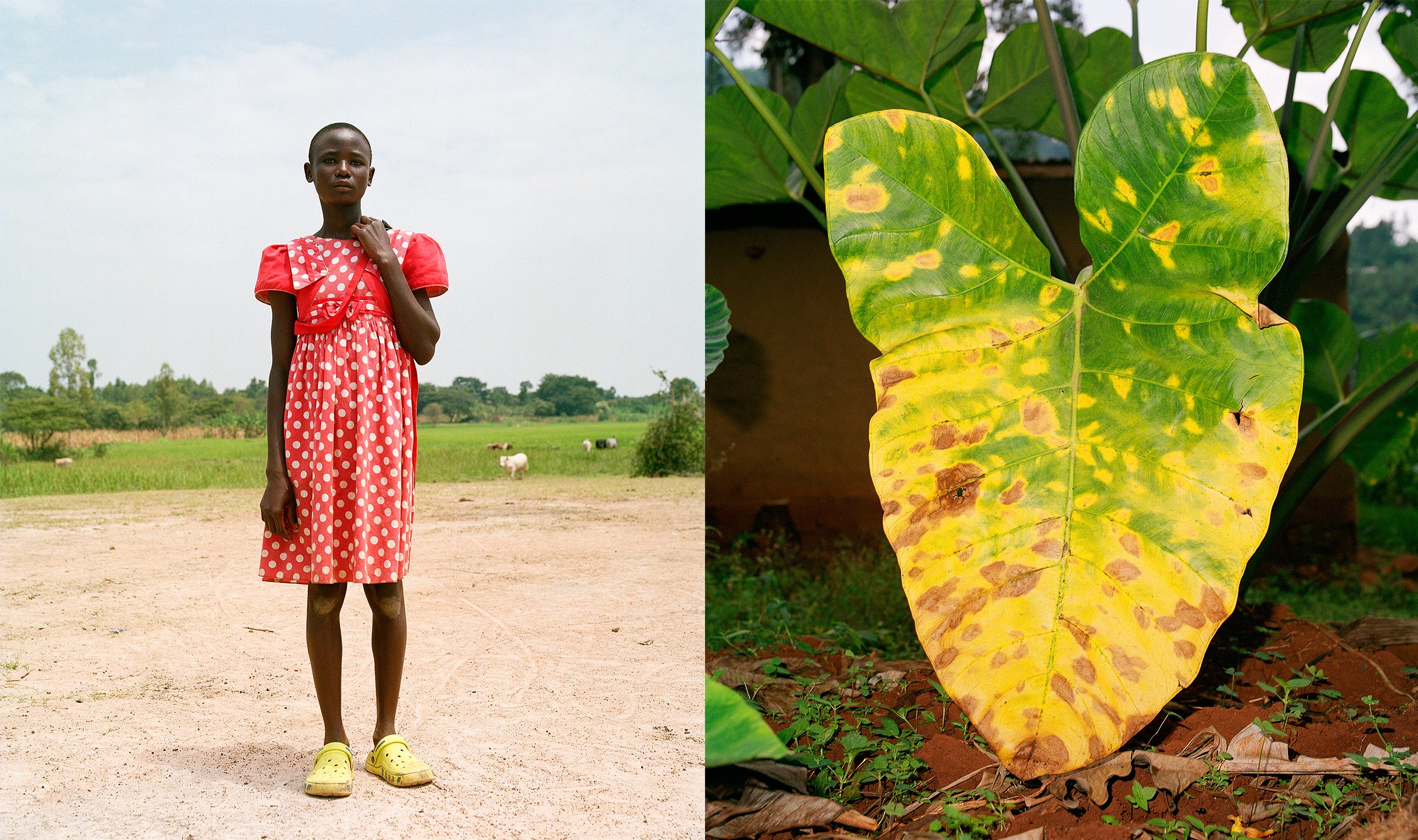  A Story On Anthrax Vaccinations in Eastern Uganda    BBC Storyworks x Rewild       