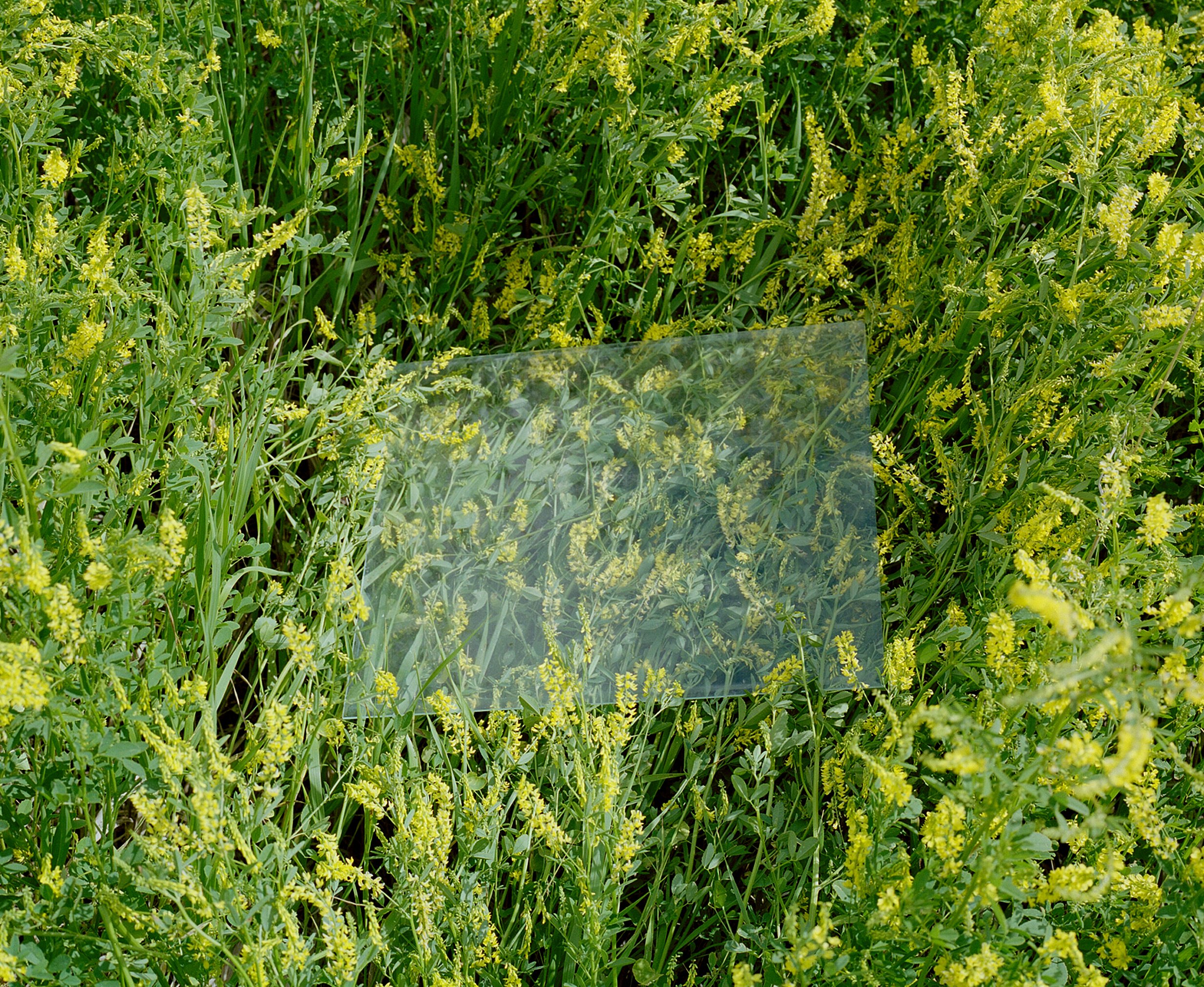  Canola Field, North Dakota 