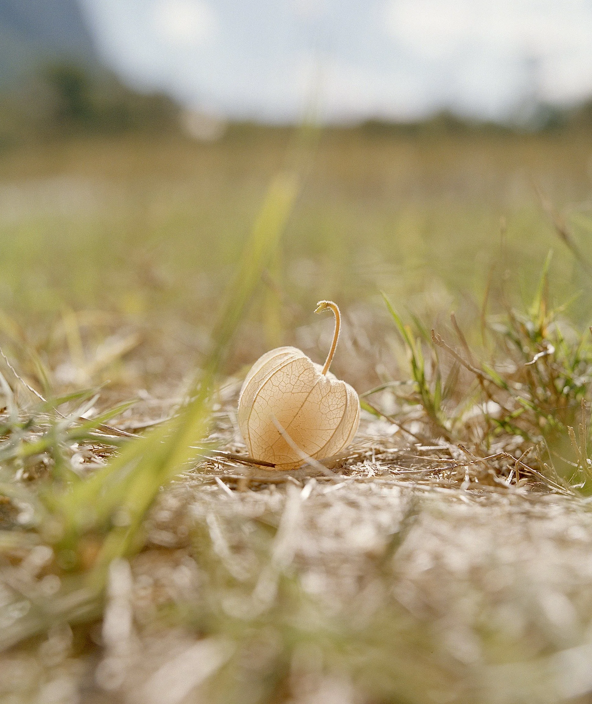  Still Life Story For House &amp; Leisure  Harvest Issue  