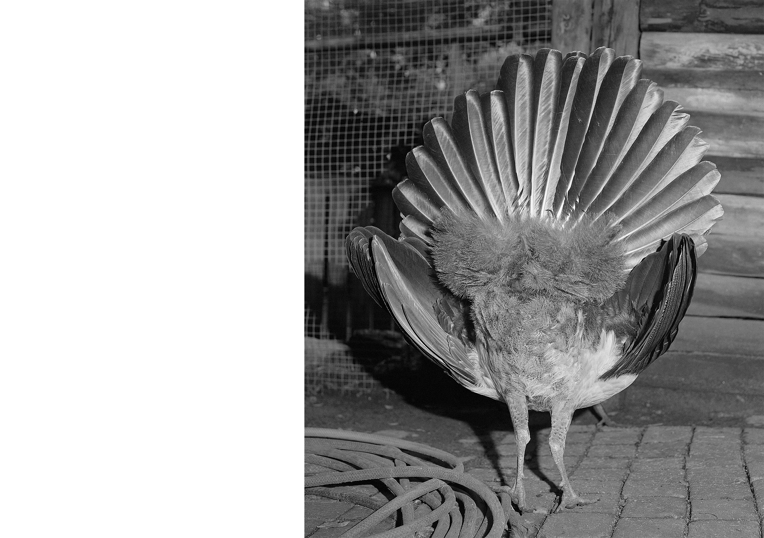 Juvenile Peacock