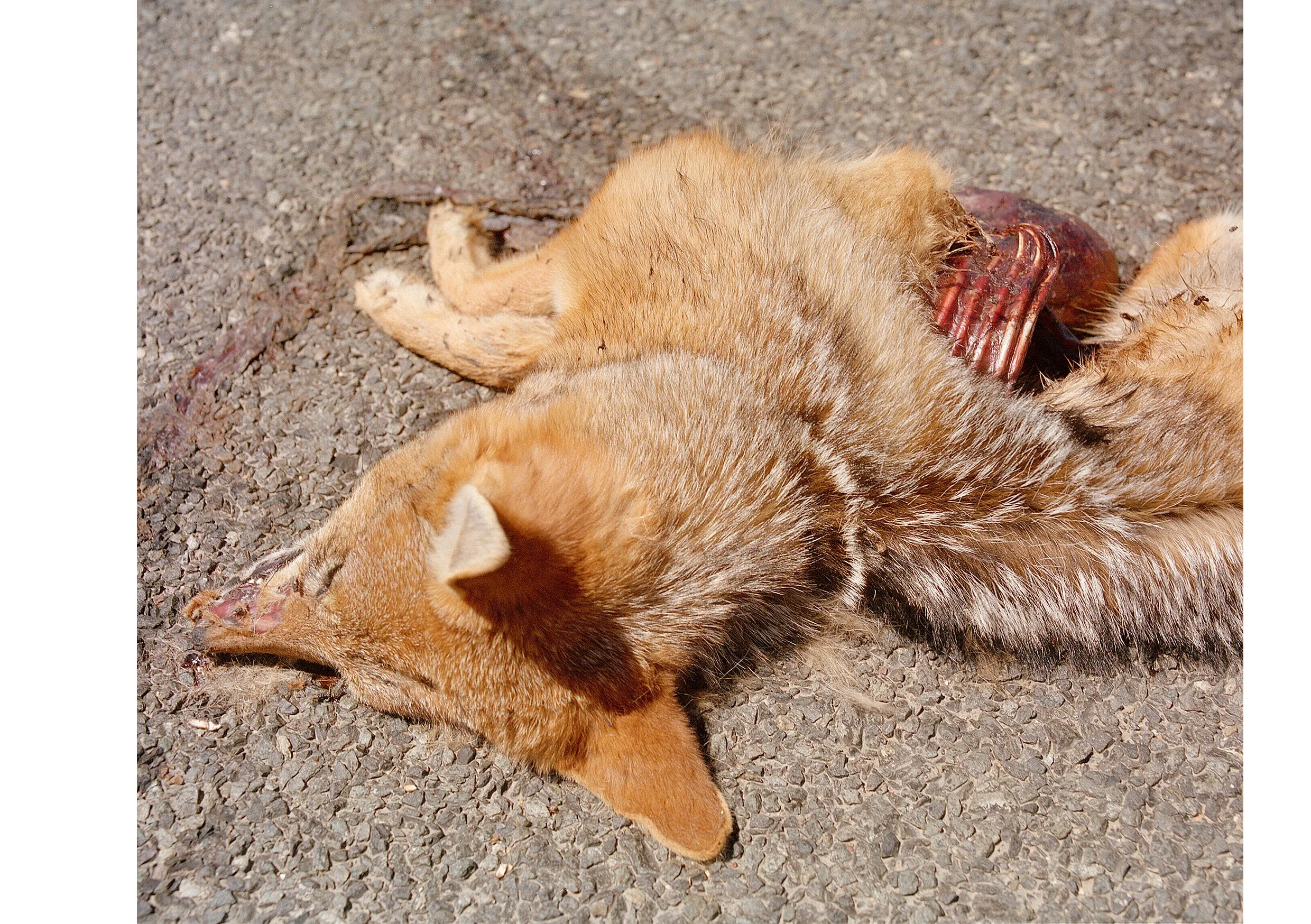  Black-Backed Jackals  