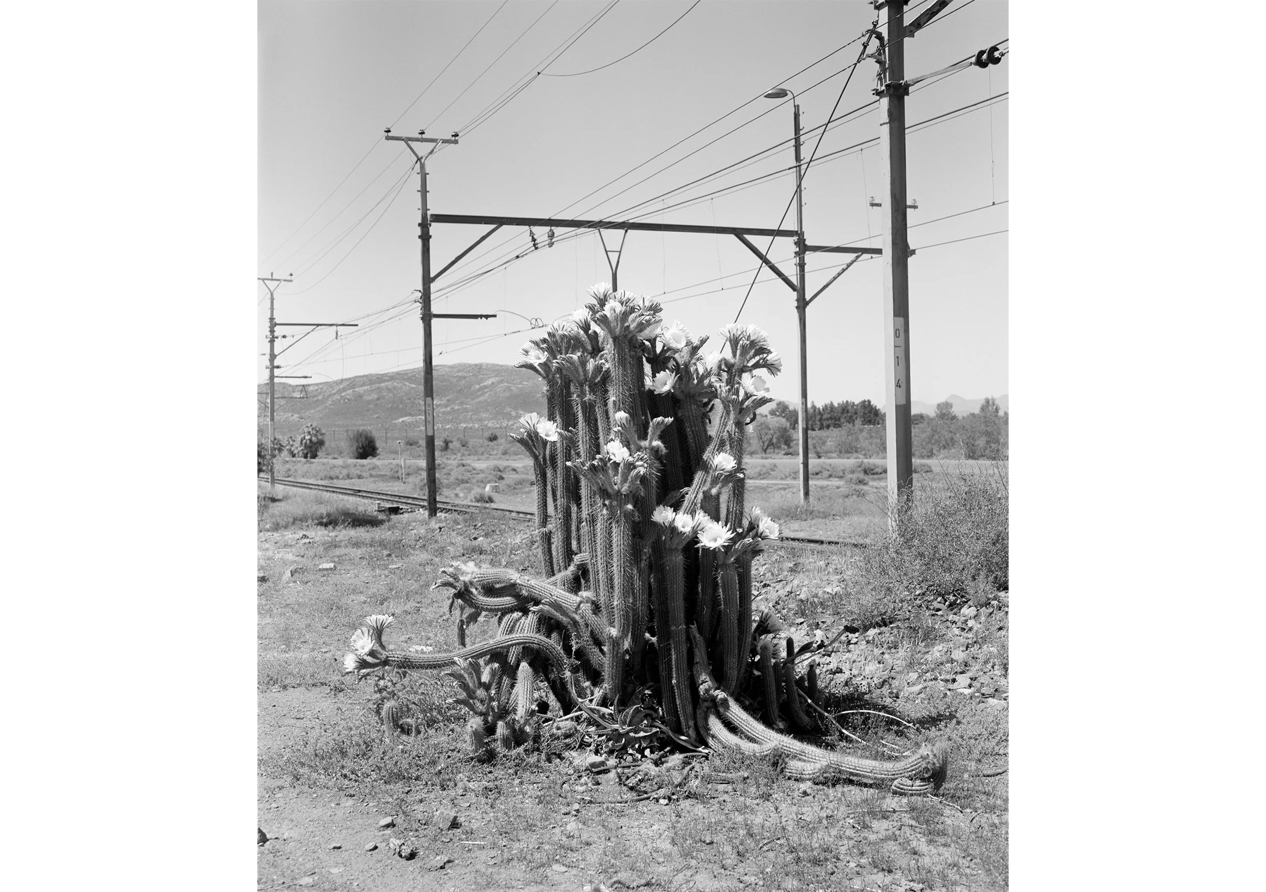  Cacti Flower  Touwsriver  
