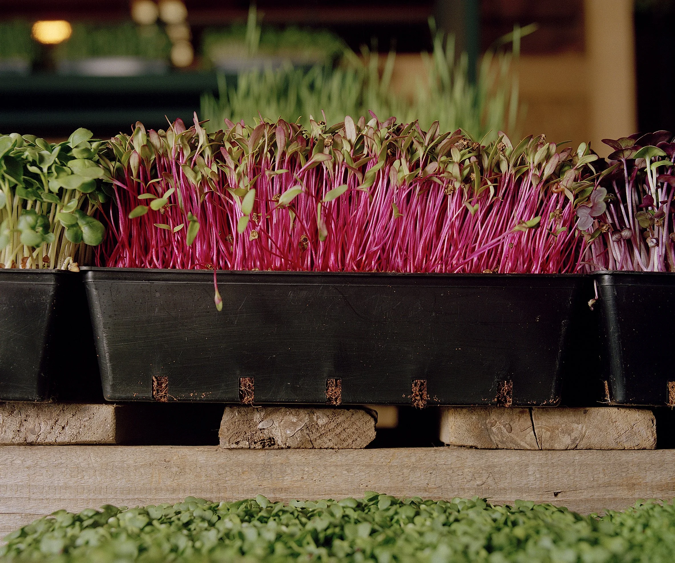  Micro Herbs   Oranjezicht Market For Yoco 