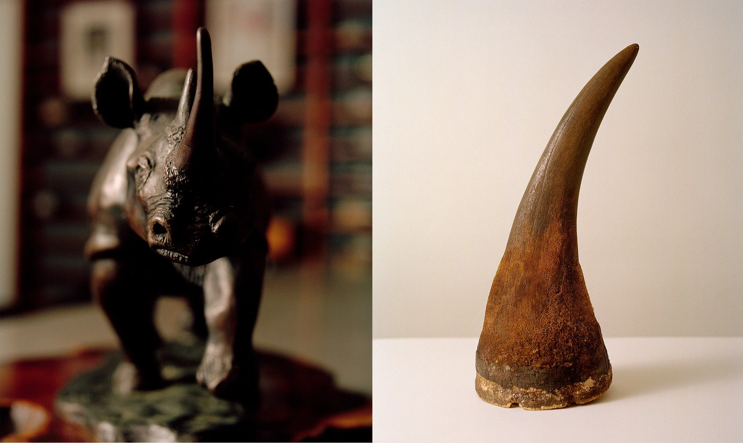  Rhino Horns  For the cover story of the Financial Times  