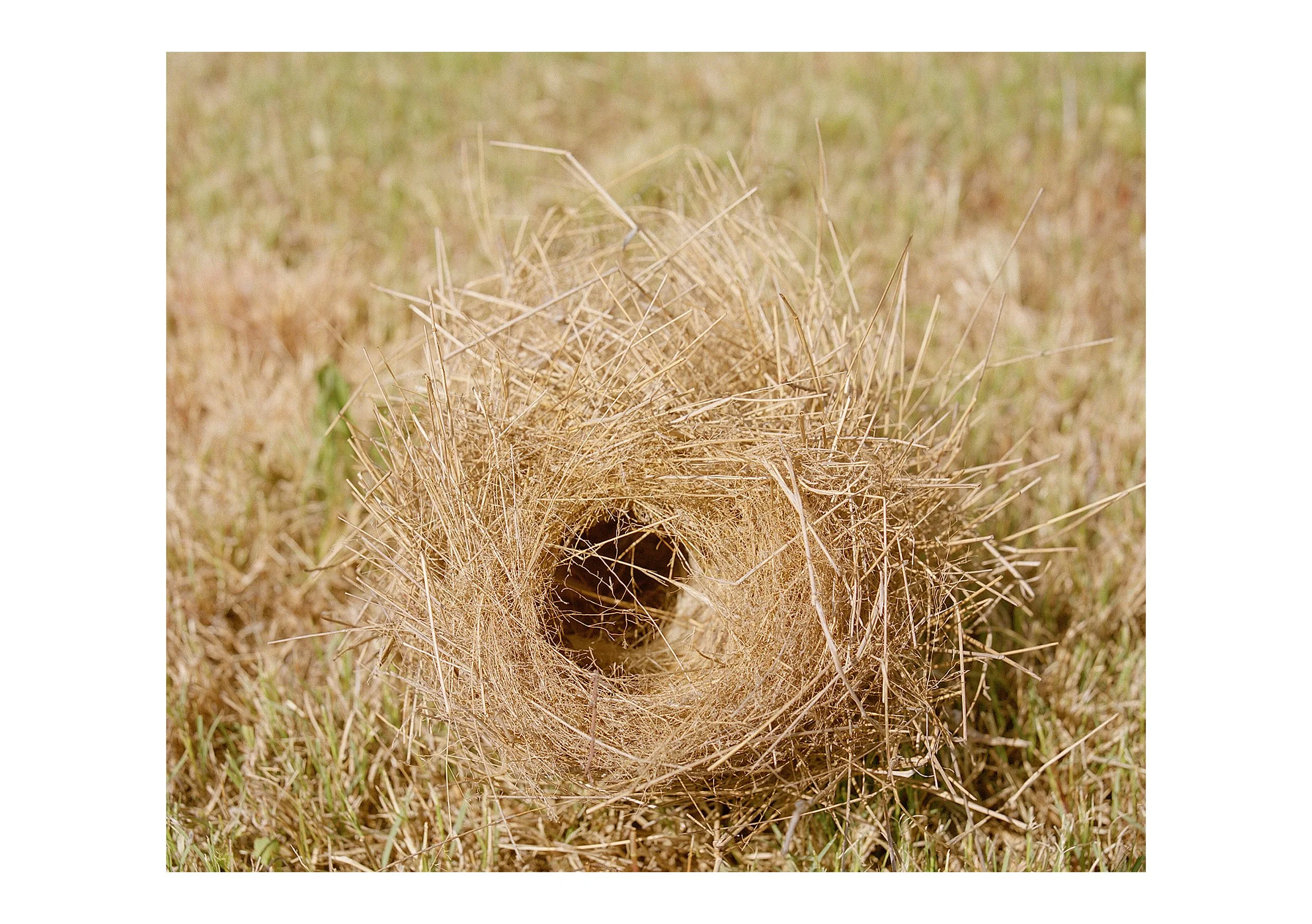  Abandoned Nest  