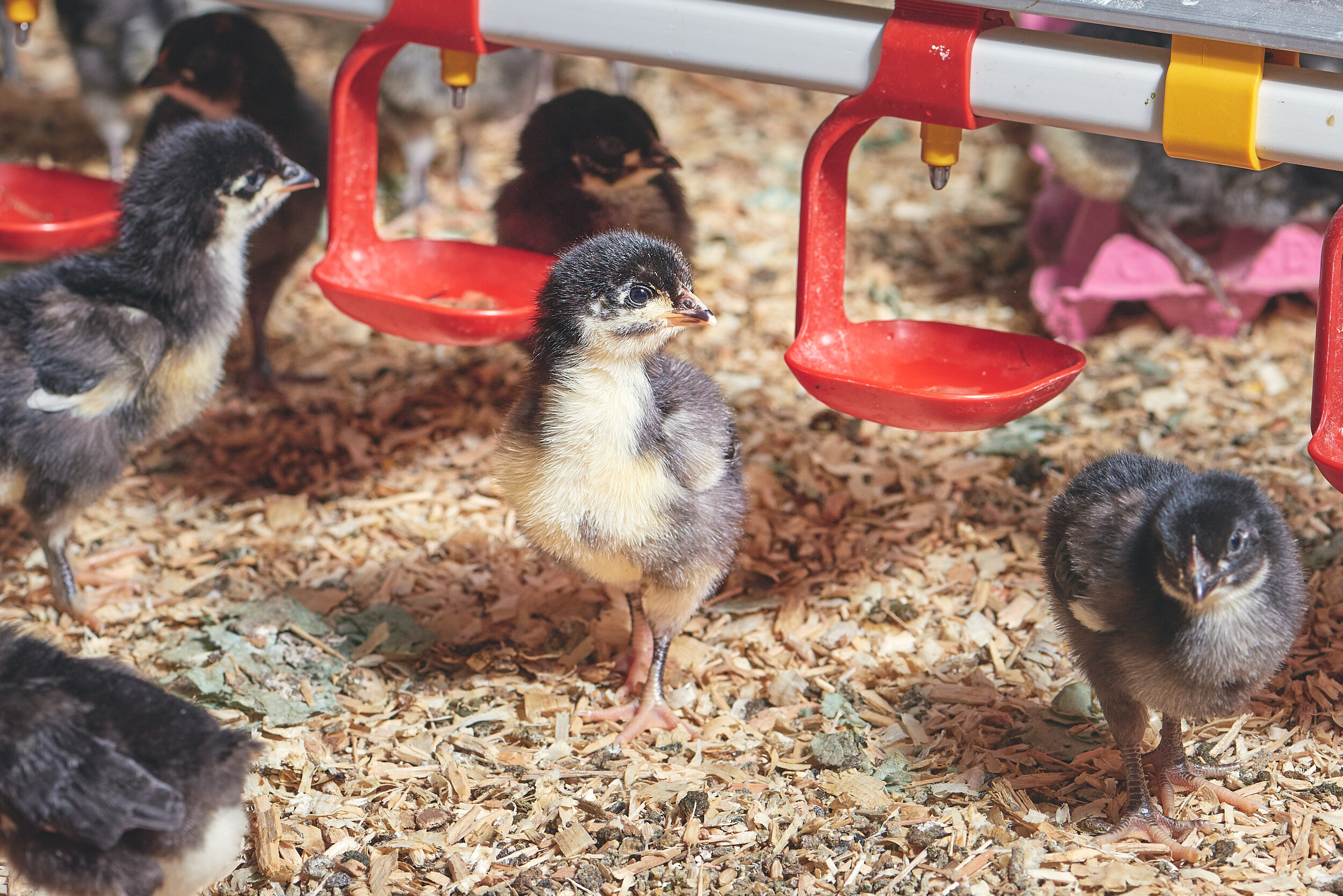 Baby Birds-279_Rookery Farm - What's Going On-Feb2020.jpg