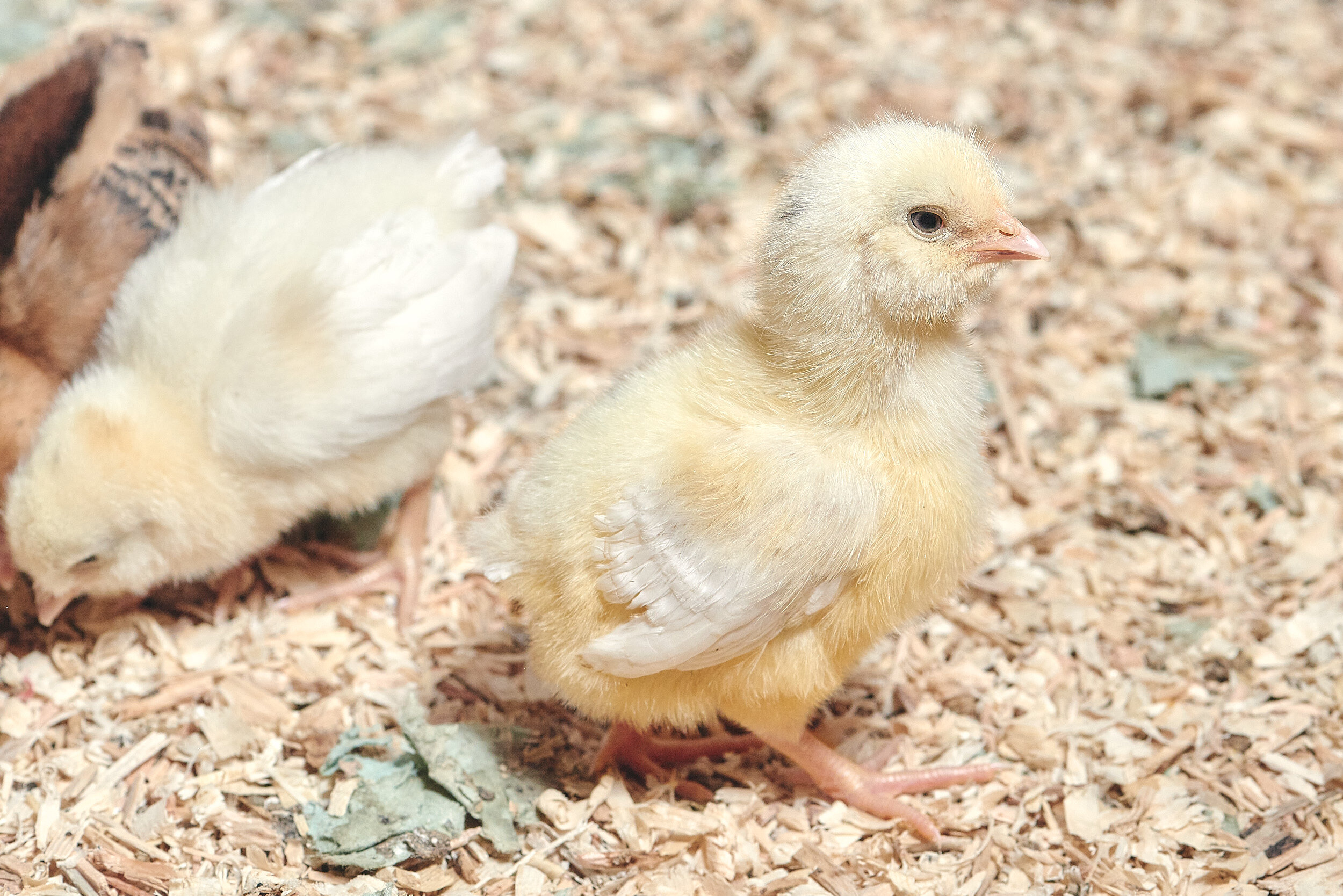 Baby Birds-246_Rookery Farm - What's Going On-Feb2020.jpg