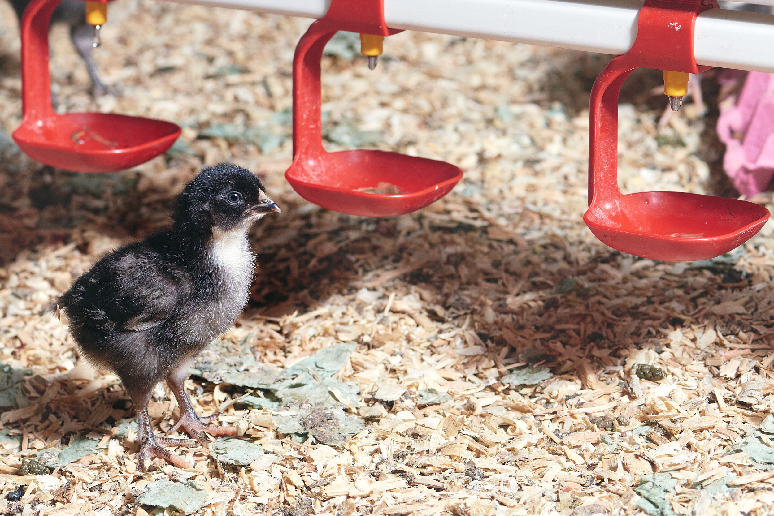 Baby Birds-254_Rookery Farm - What's Going On-Feb2020.jpg