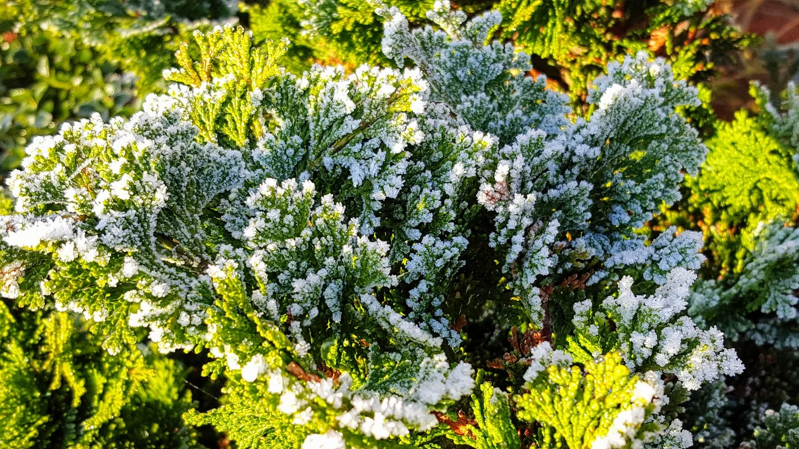 The Beauty of a Frosty Morning