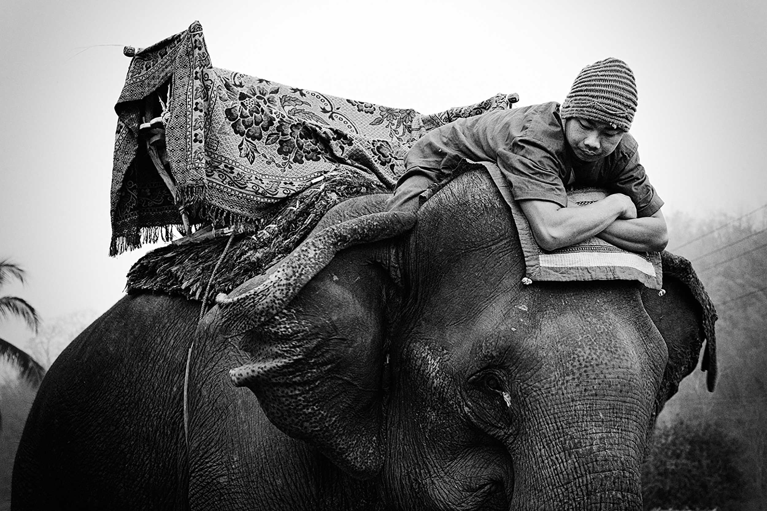 Elephant Festival Pak Lai