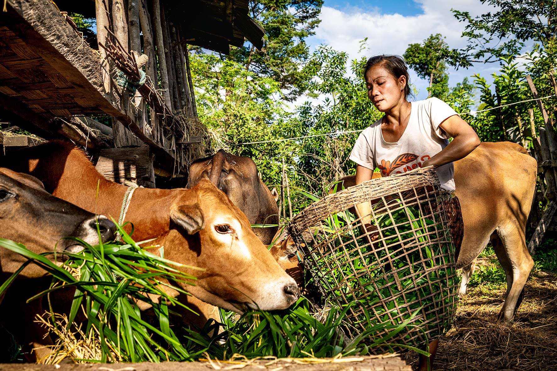 Lao Farmer