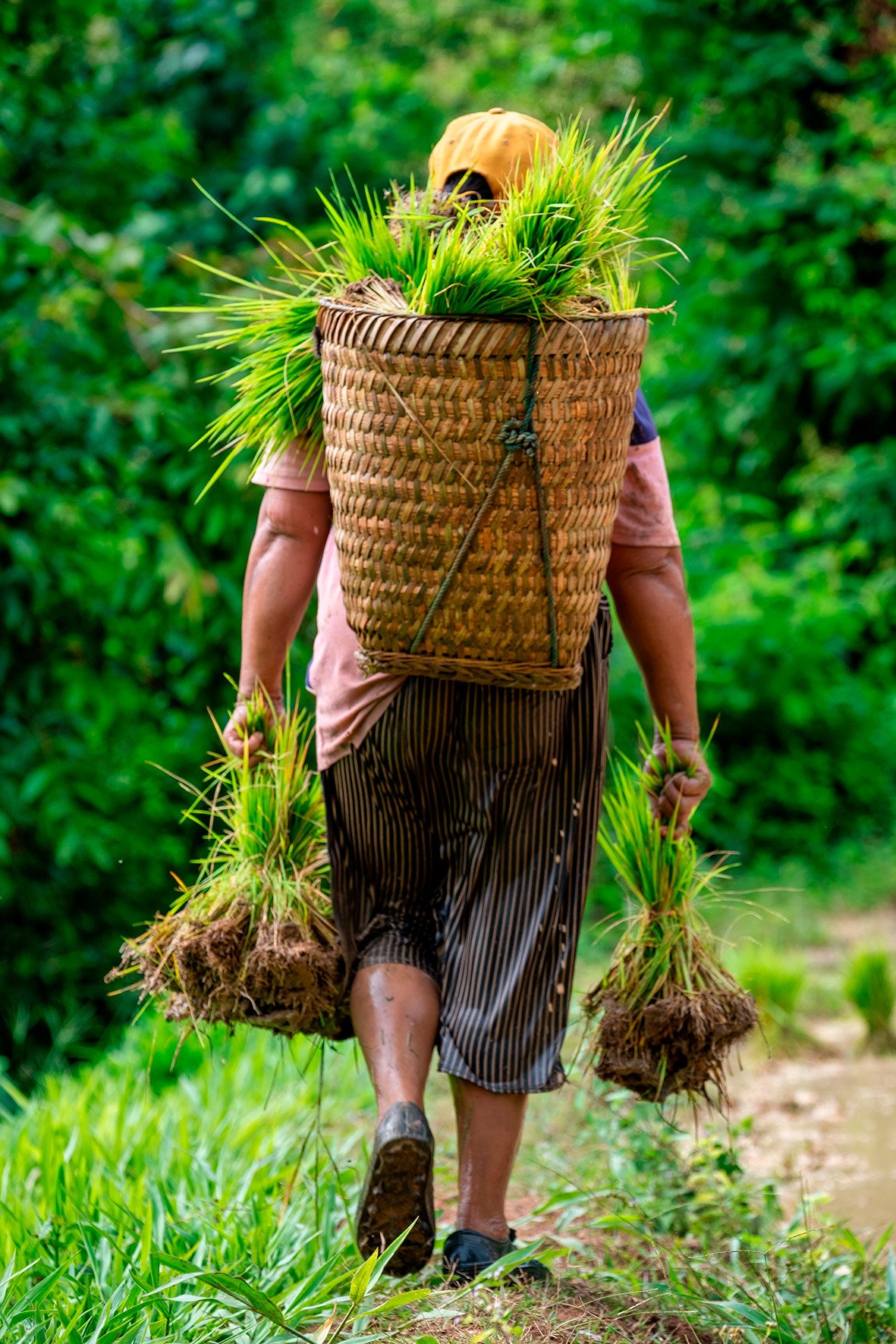 Rice Planting, Northern Laos