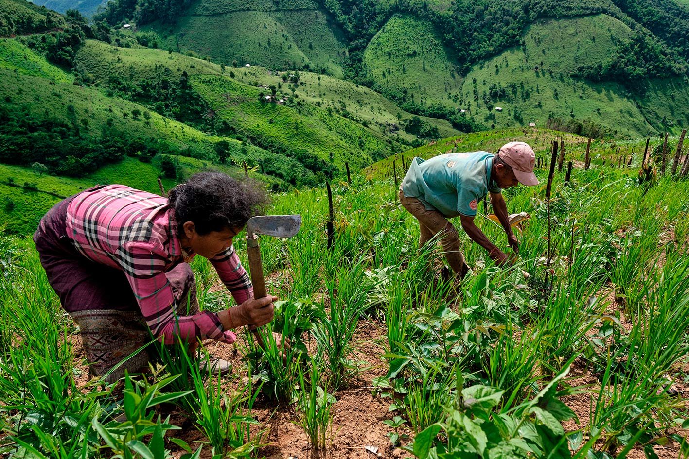 Upland rice farming, Northern Laos