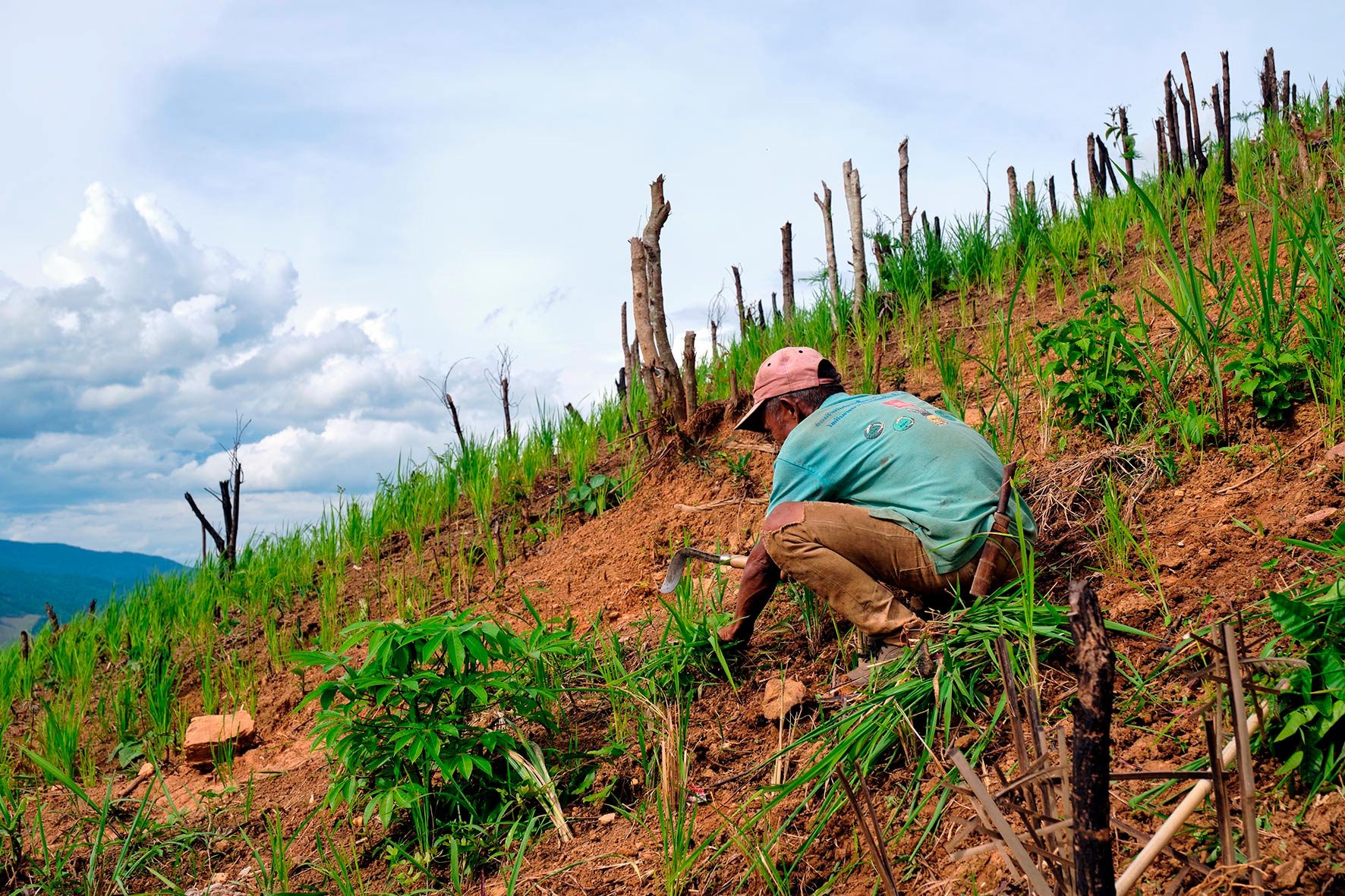 Weeding, Northern Laos