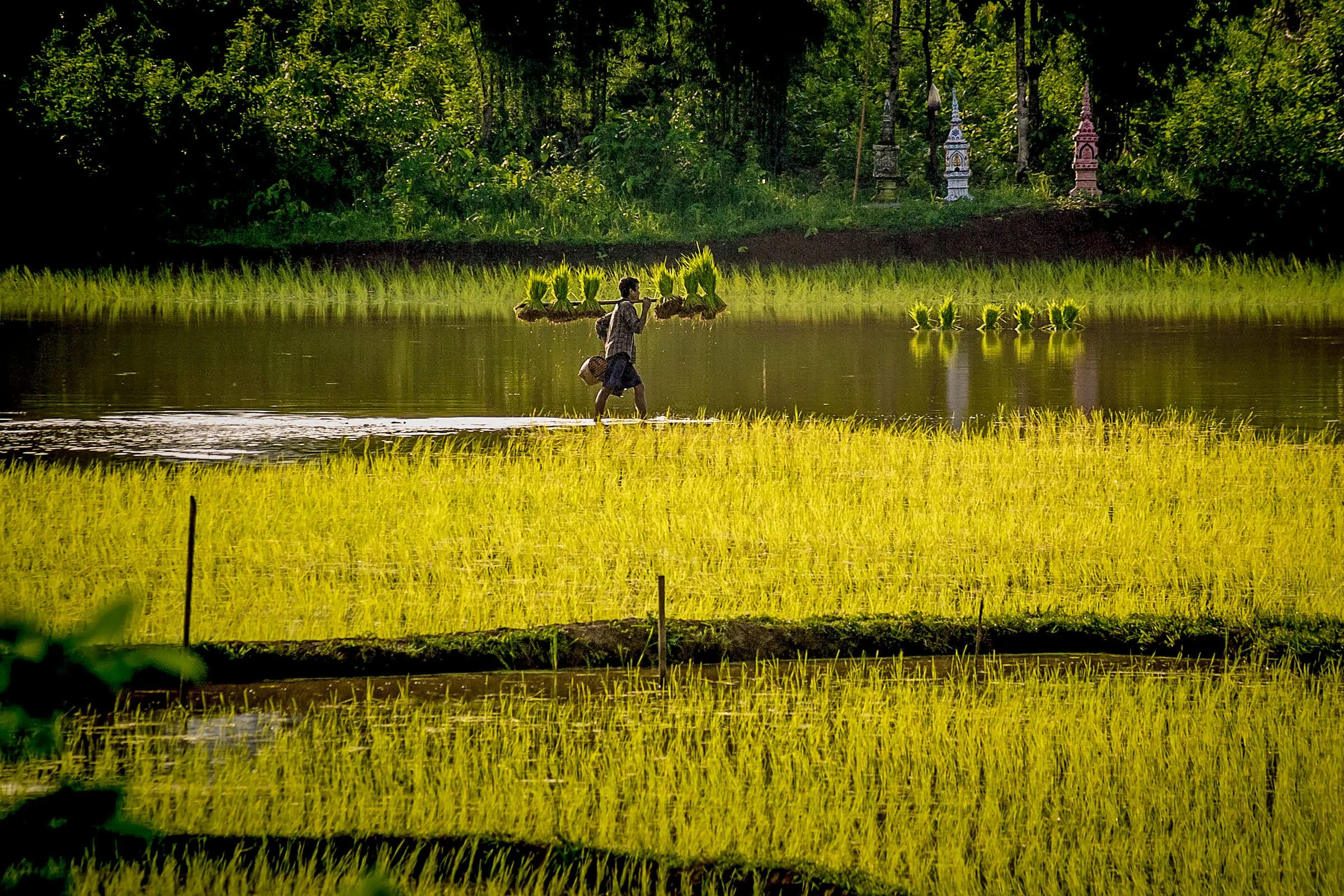 Rainy (green) season, Laos