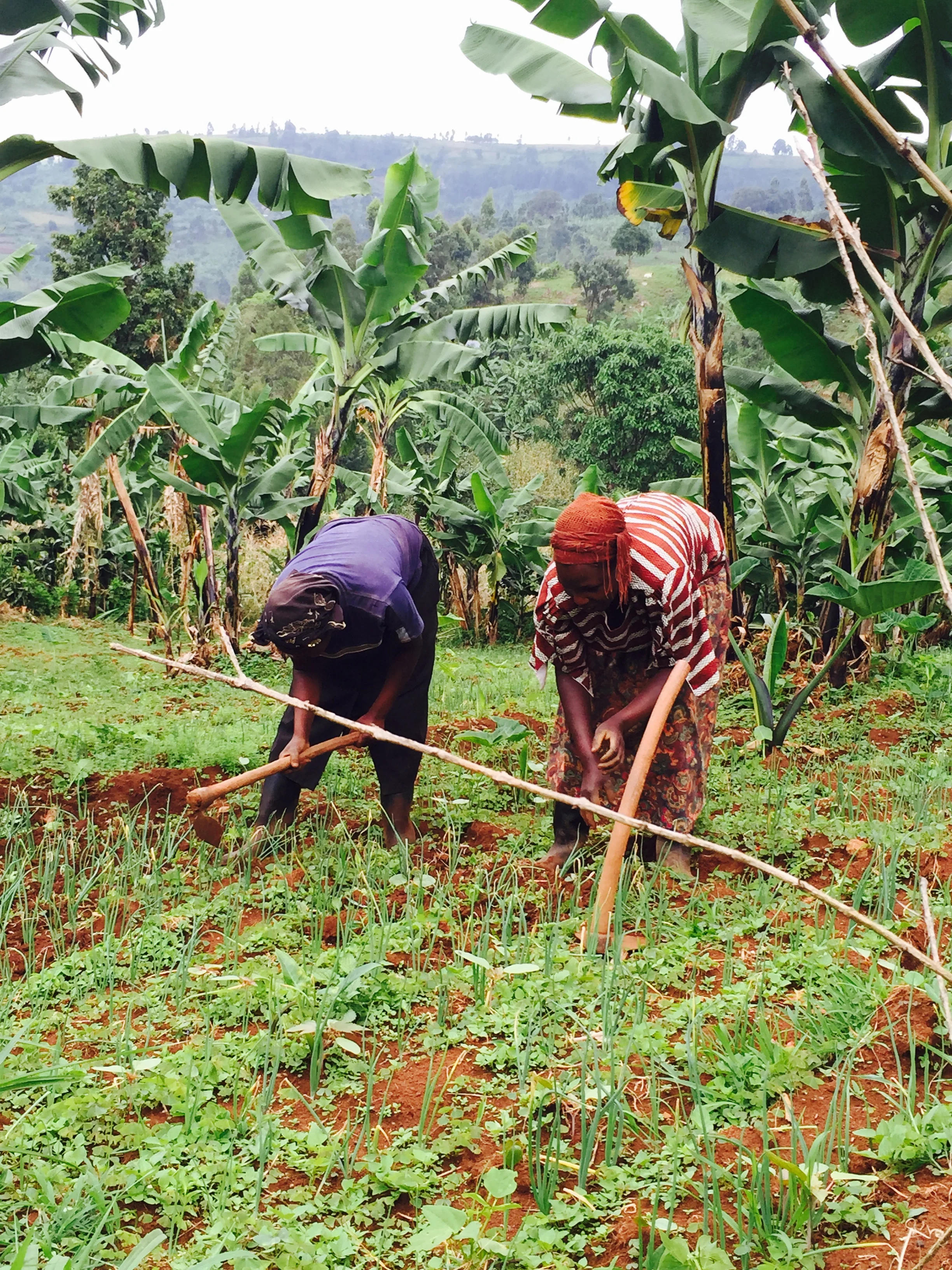 Women in Kapchorwa.jpg