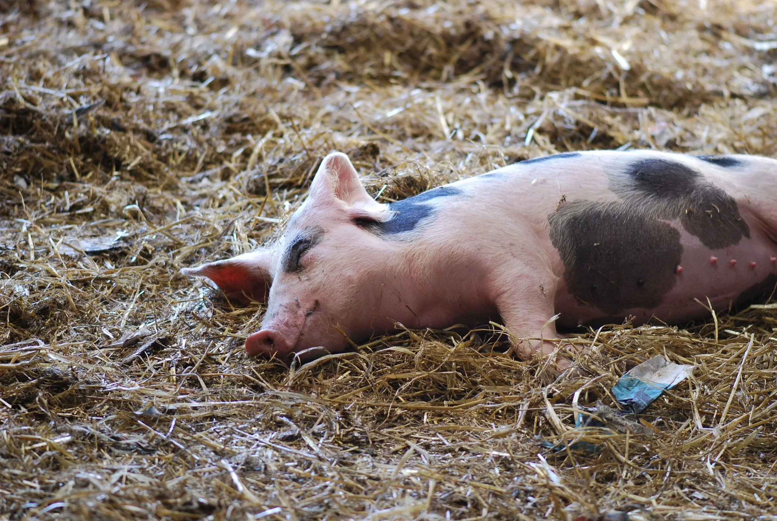 Caherbeg Free Range Pig Farm