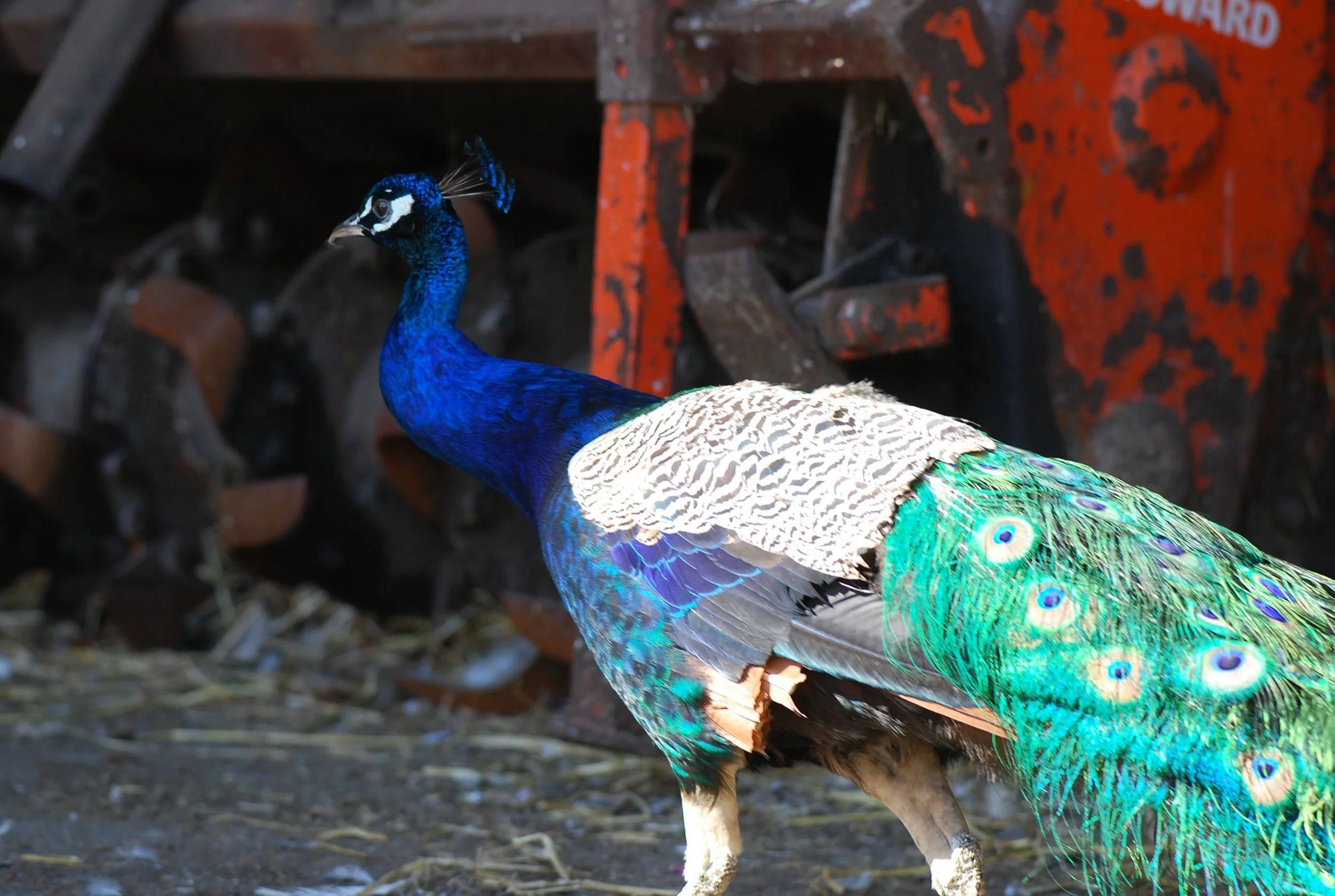 DSC_5767.jpg