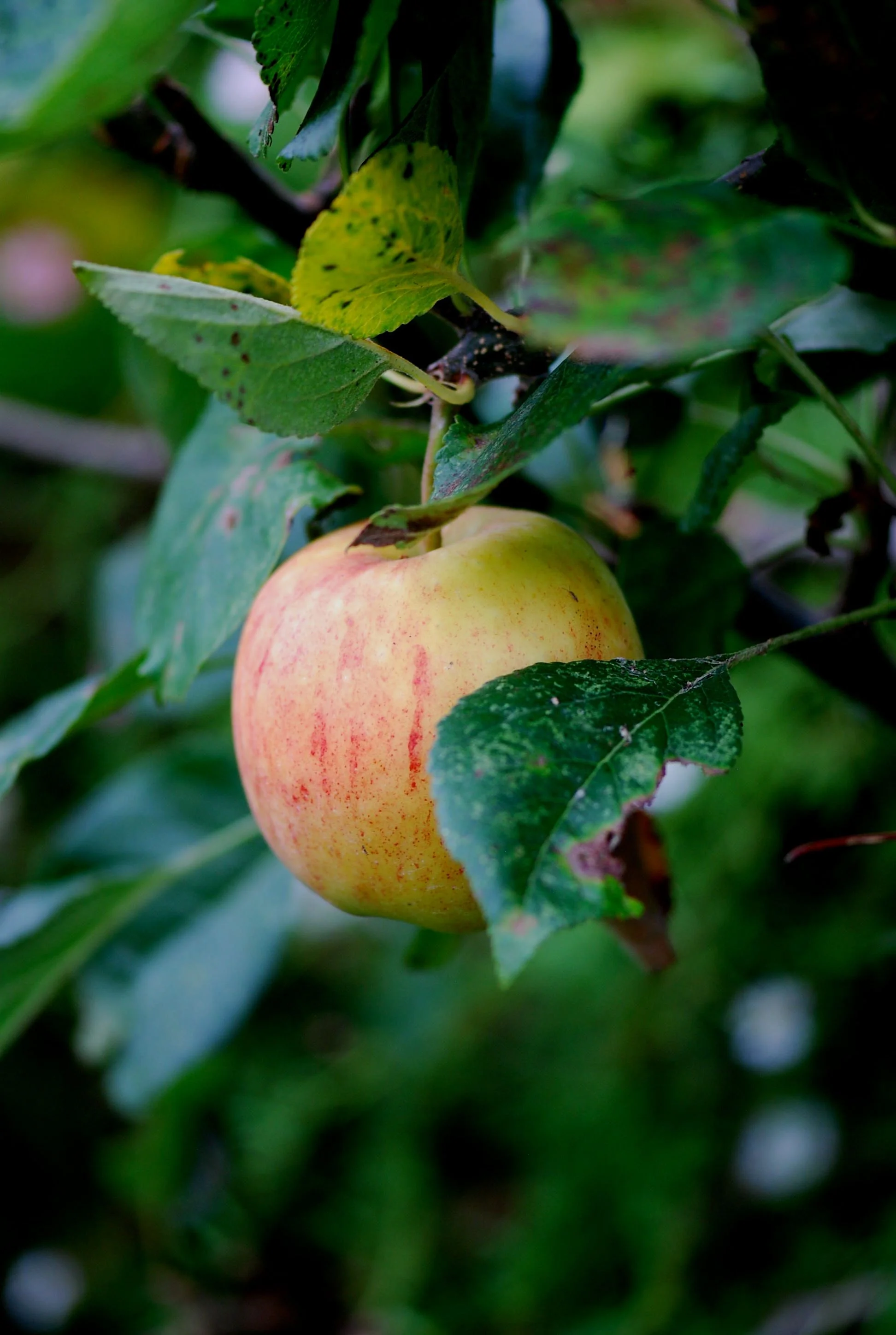 DSC_7023.jpg