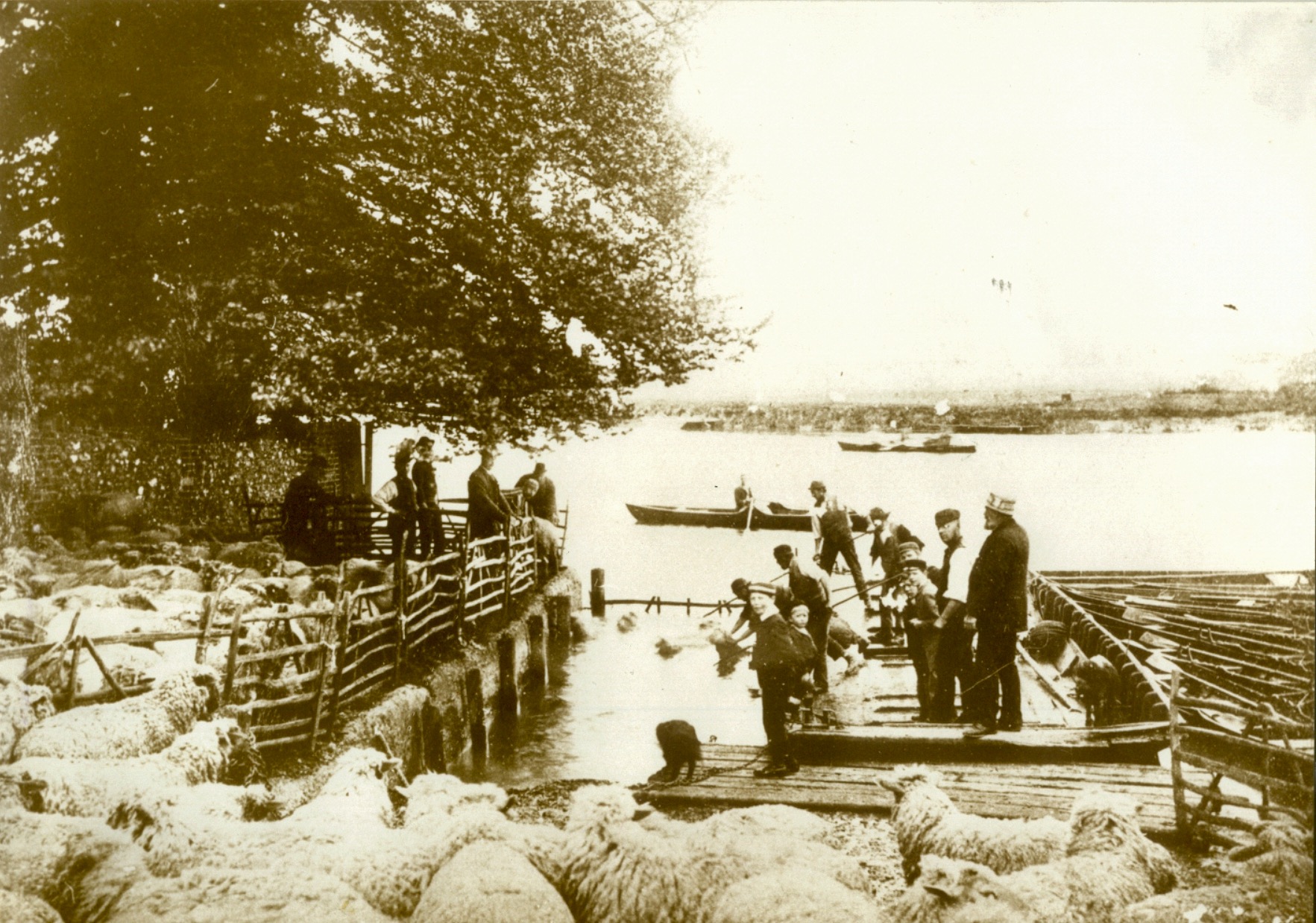 The boatyard slipway used as a sheep dip C1890