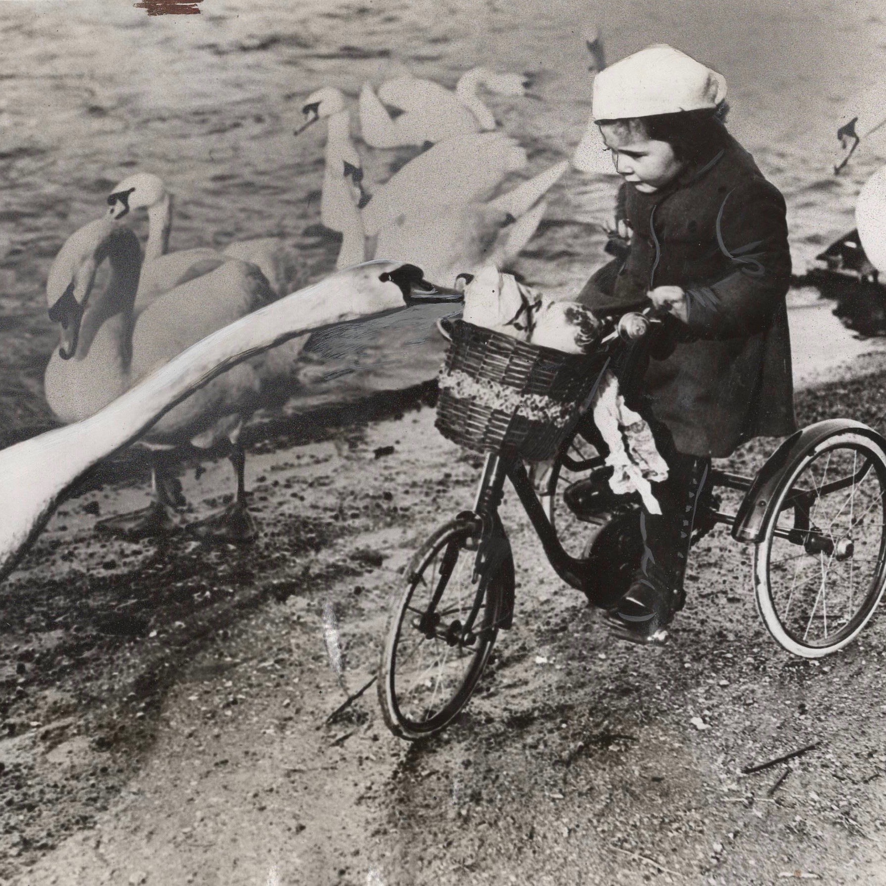 It is important to be properly dressed when feeding swans on the Thames